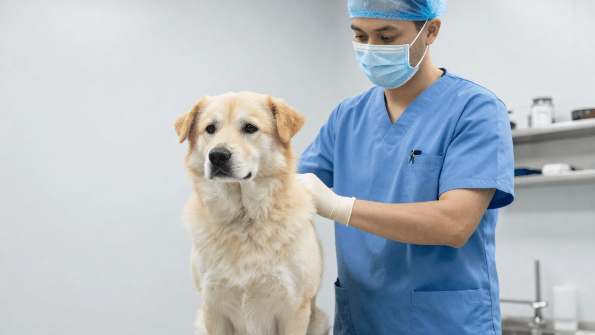 veterinarian examining a dog on an exam table in a veterinary clinic