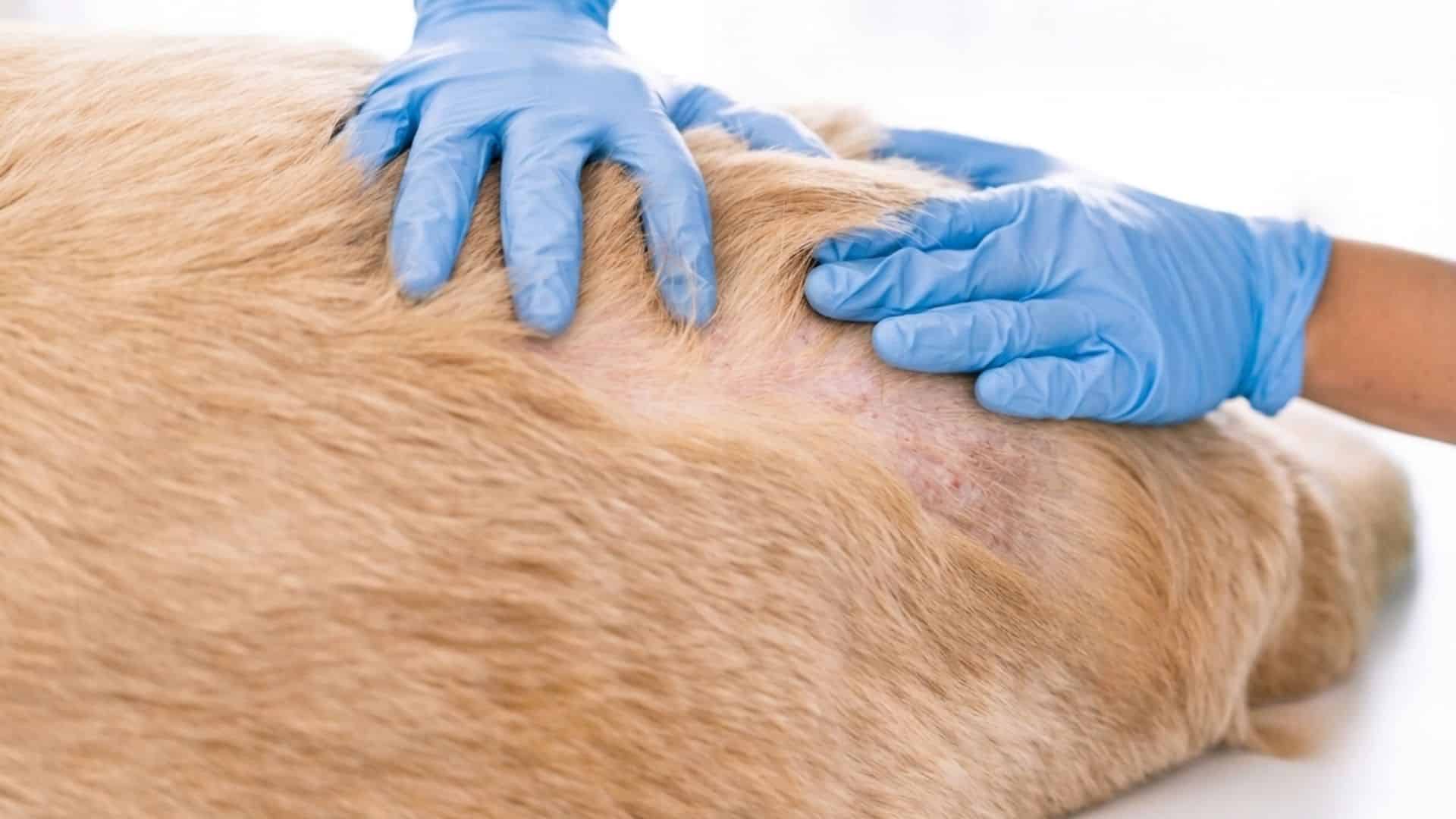 veterinarian examining a dog's skin for a red bump