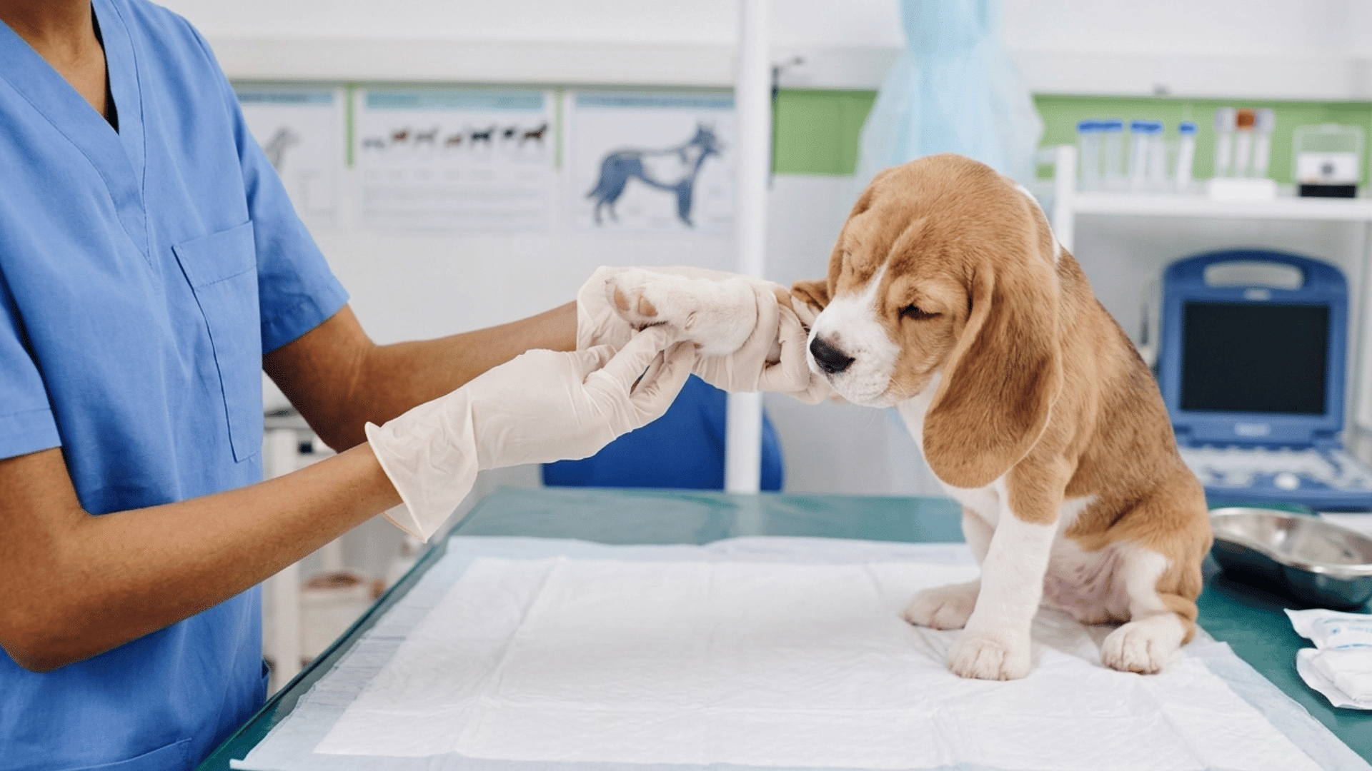 Veterinarian gently examining a puppy's swollen paw during a health checkup
