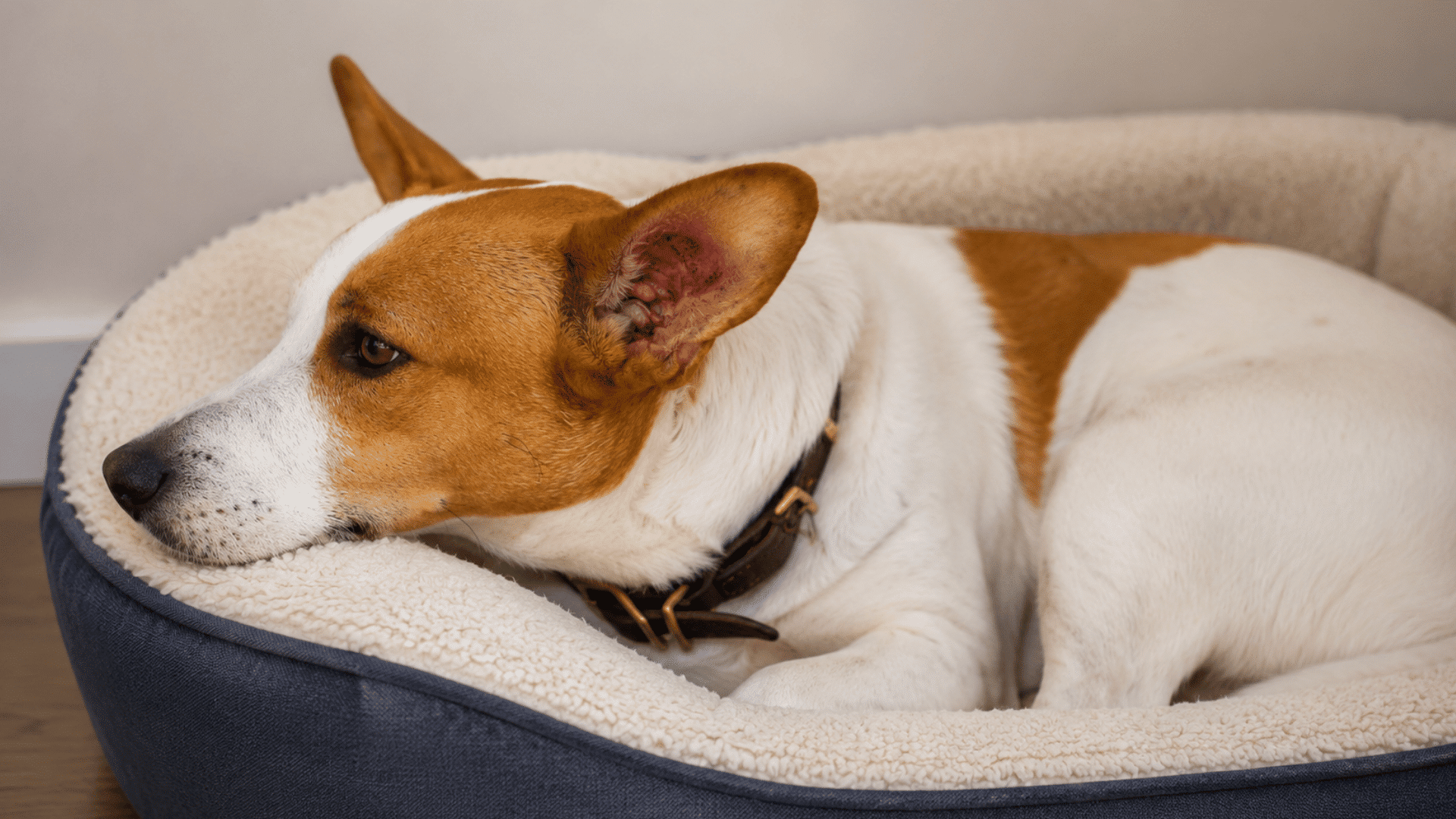 white and brown dog resting in a soft pet bed with a visibly irritated ear while lying quietly indoors wearing a collar