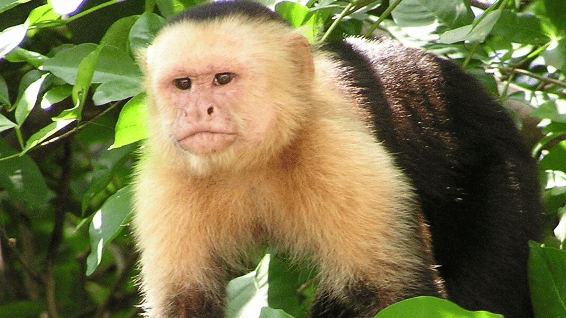 white faced capuchin monkey standing on a tree branch surrounded by dense green leaves in a tropical forest canopy