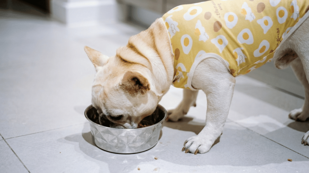 white french bulldog wearing a yellow egg shirt eating from a silver bowl on floor