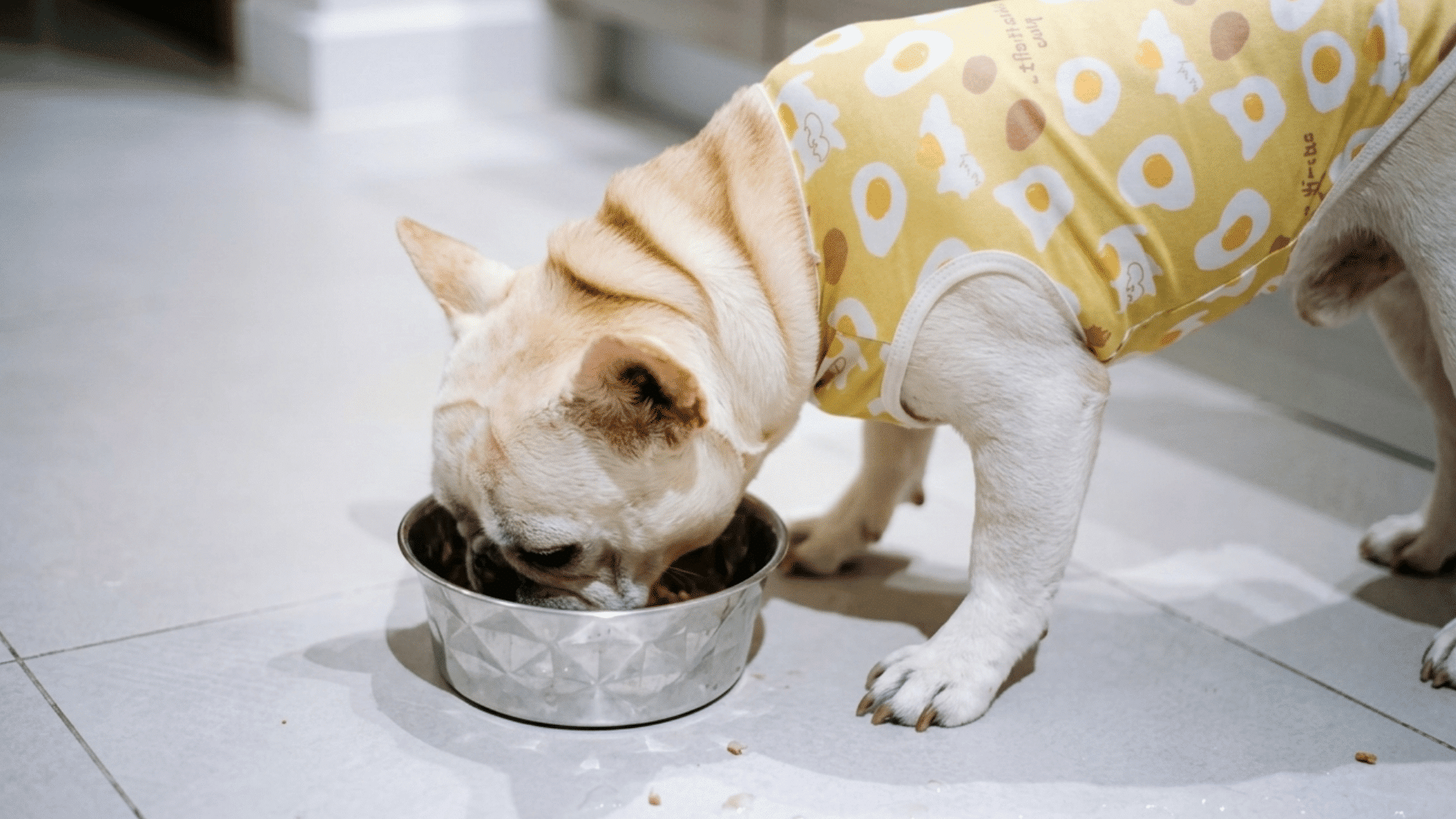 white french bulldog wearing a yellow egg shirt eating from a silver bowl on floor