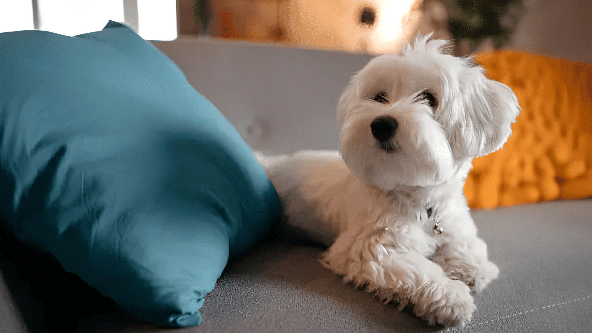 white maltese dog relaxing on a sofa beside a large blue cushion