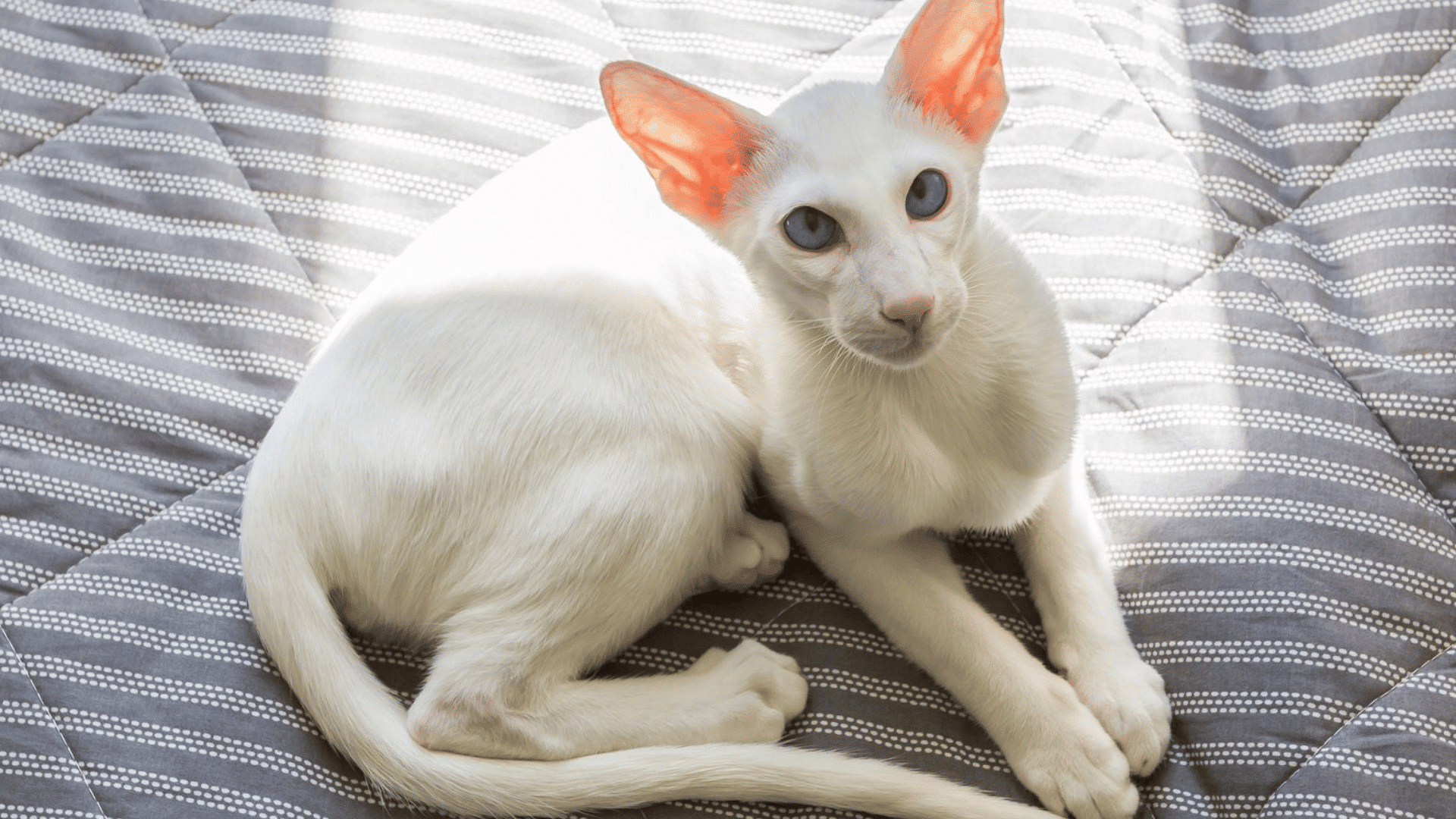 white oriental shorthair cat with large ears and blue eyes resting on a striped quilt in sunlight