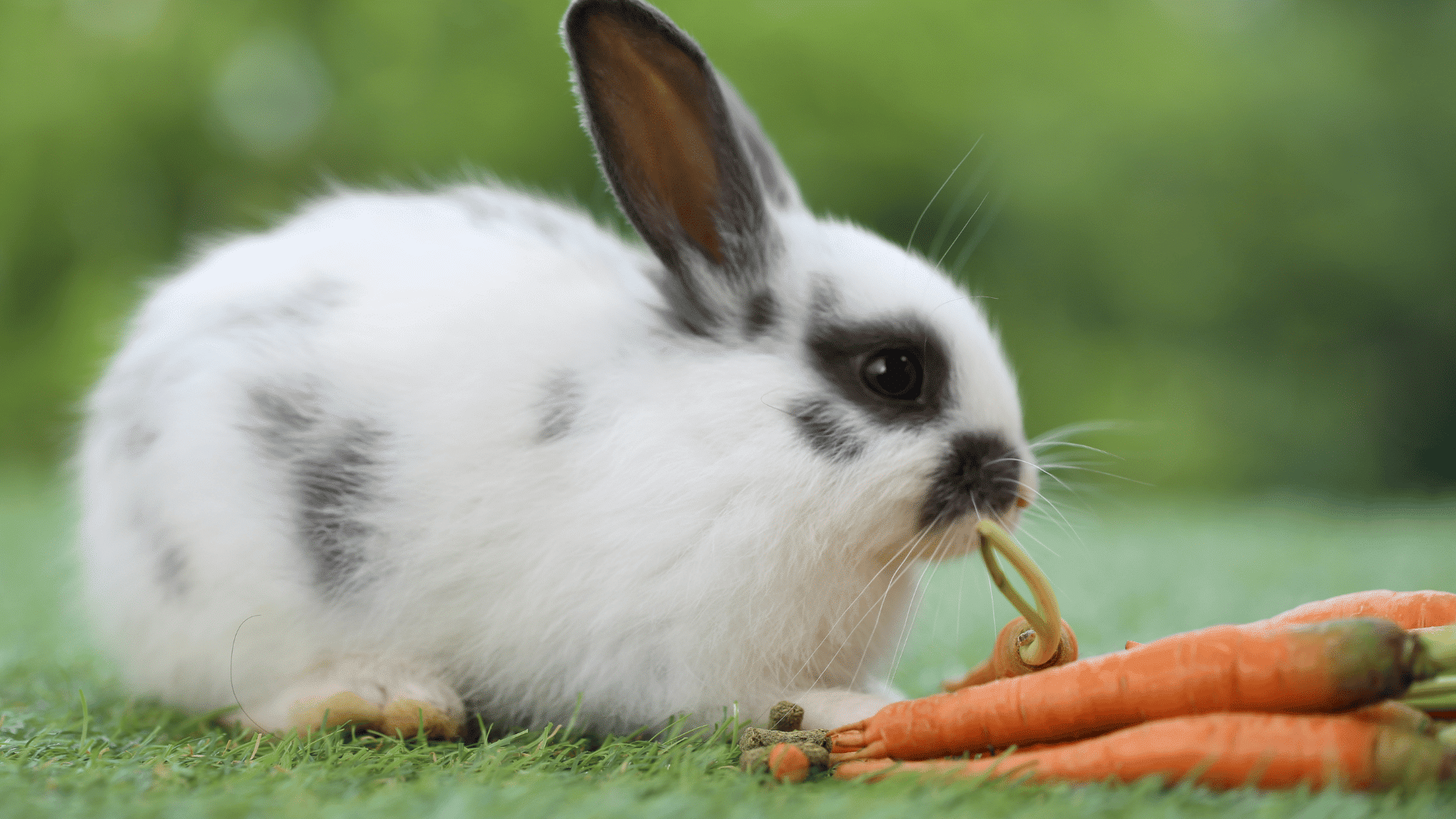 white rabbit with black spots nibbling carrot tops while resting on grass beside fresh carrots with a soft green background