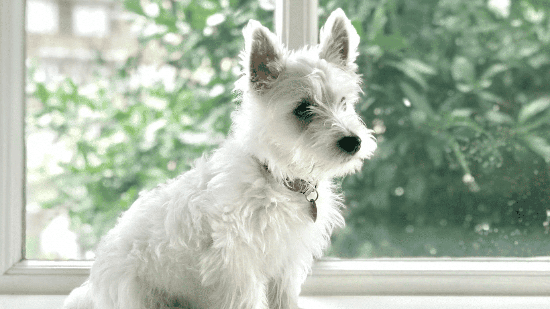 white terrier sitting by a bright window looking outside with soft daylight and leafy trees beyond