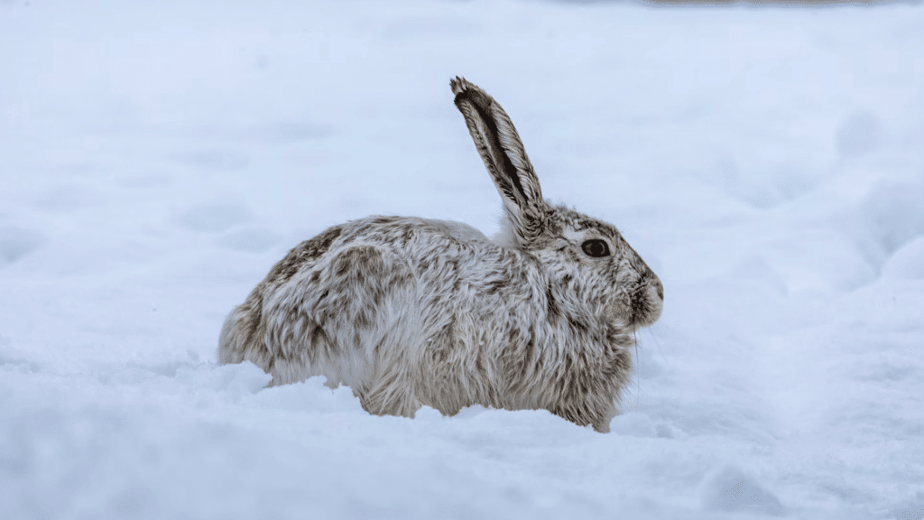 wild hare resting in deep snow with one ear standing upright