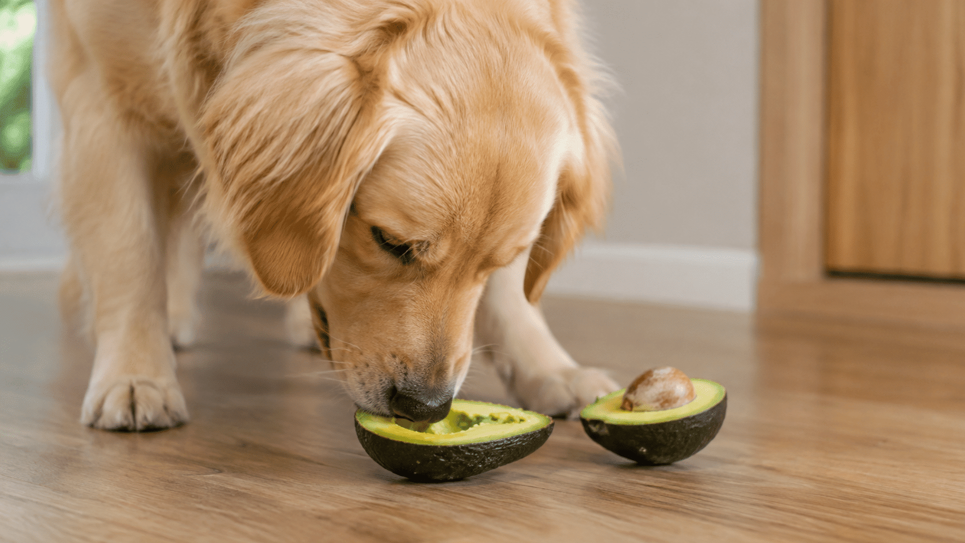 a golden retriever sniffing a halved avocado on a wooden floor with the avocado pit resting in the other half nearby