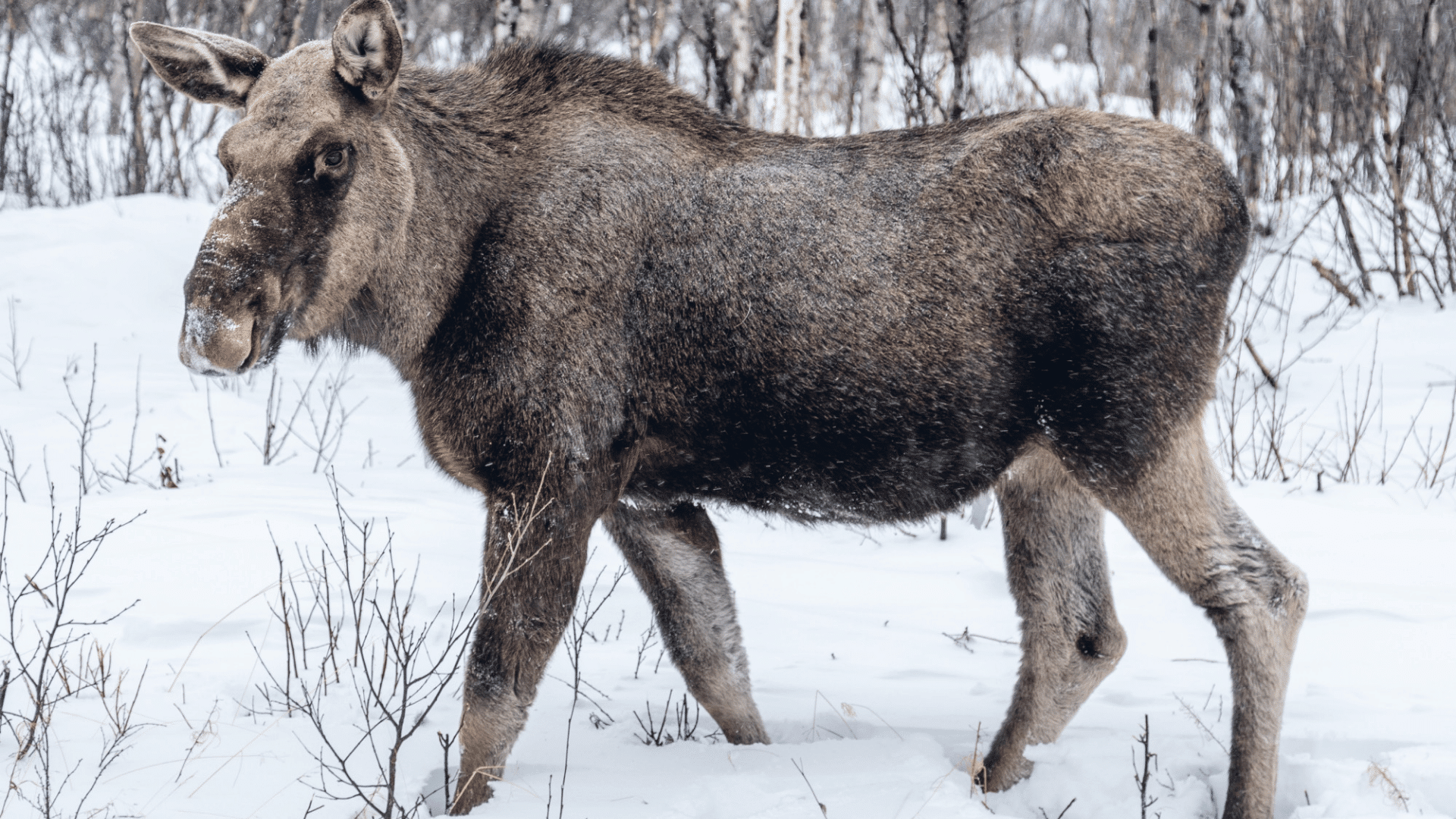 a moose walking through deep snow with frosted fur in a leafless winter forest while looking toward the camera