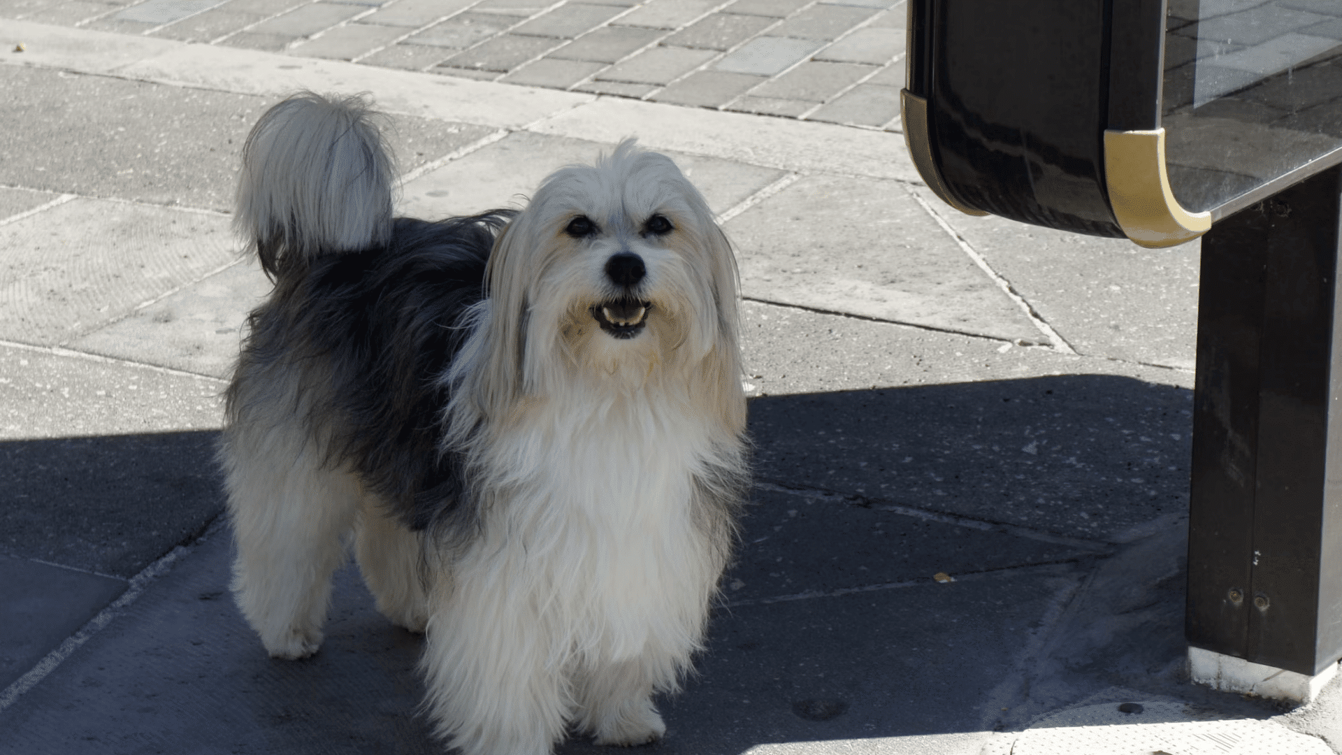a small long haired black and white dog standing on a city sidewalk beside a storefront looking toward the camera