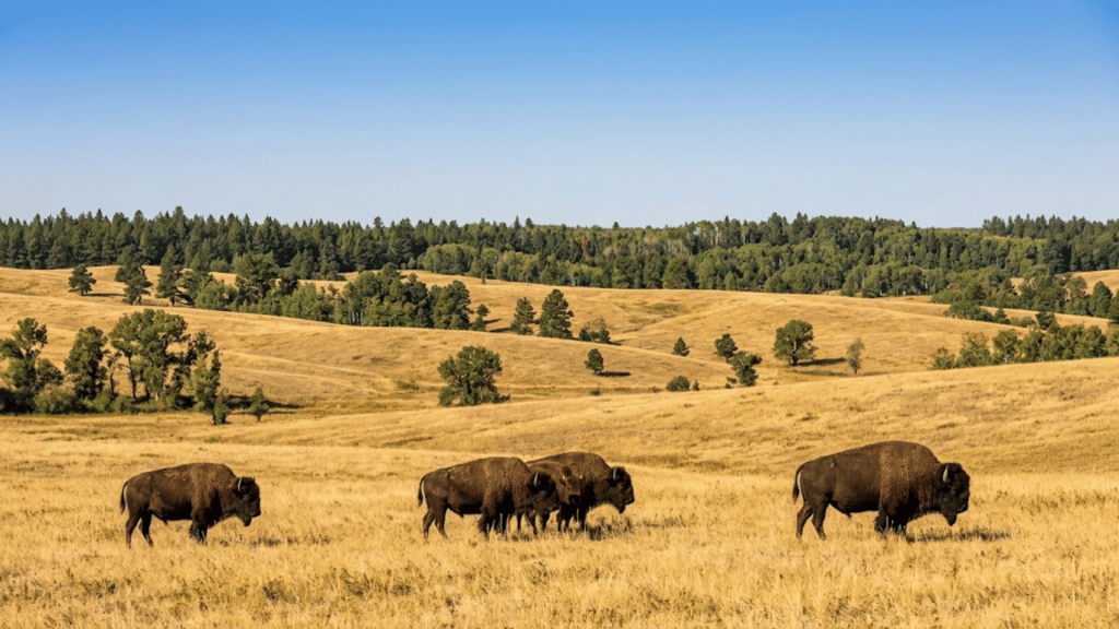 american bison grazing across a golden grassland in yellowstone national park with rolling hills forest and clear blue sky