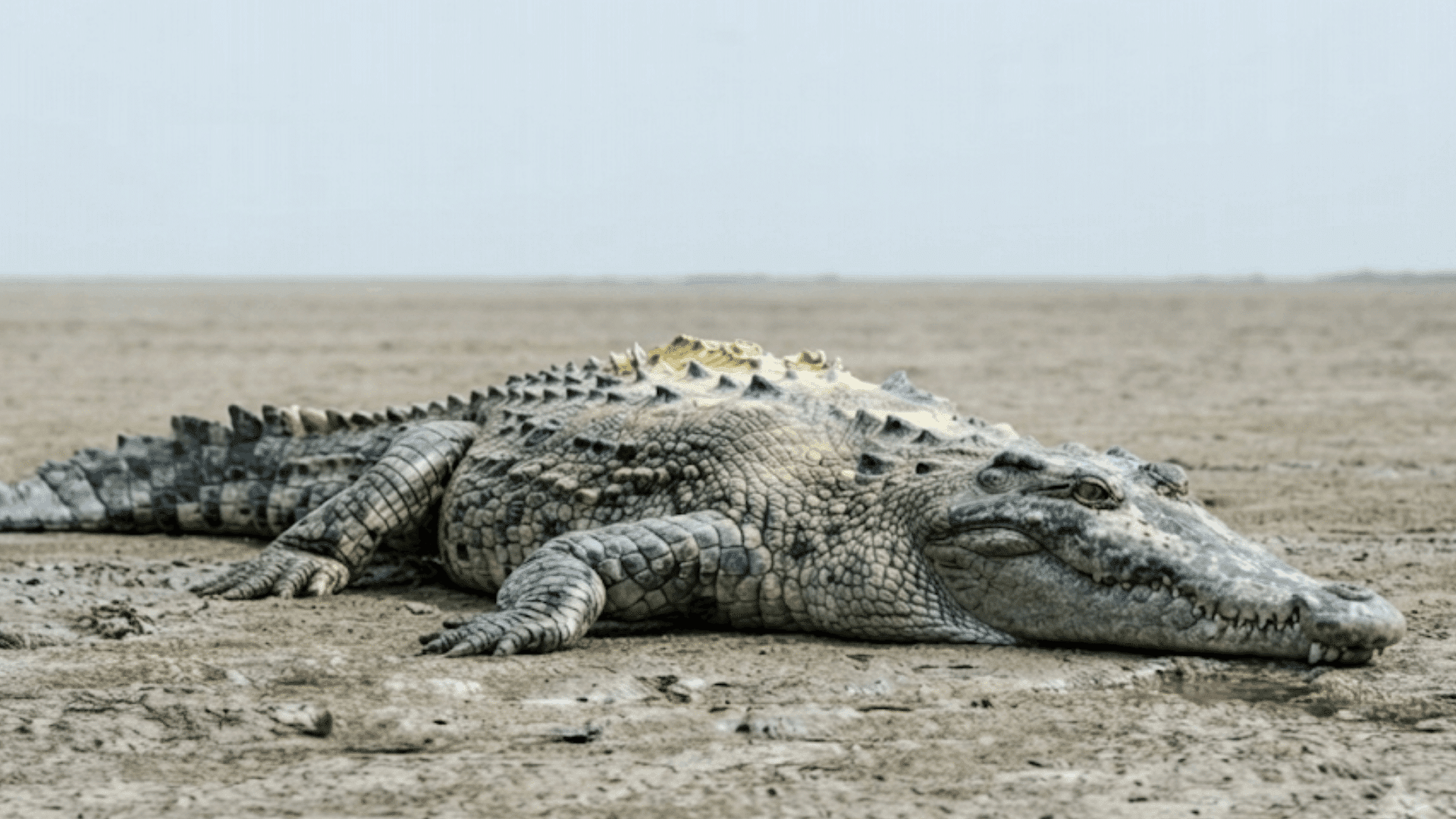 american crocodile resting on dry muddy ground with rough gray scales beneath an open sky in a natural habitat