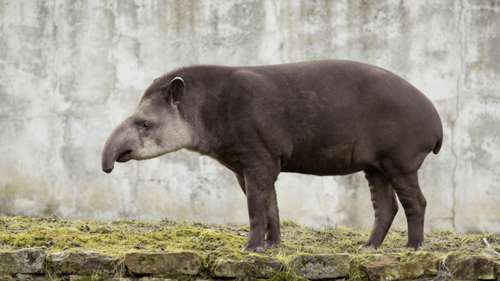 baird tapir standing on a mossy stone ledge beside a weathered concrete wall in soft natural light