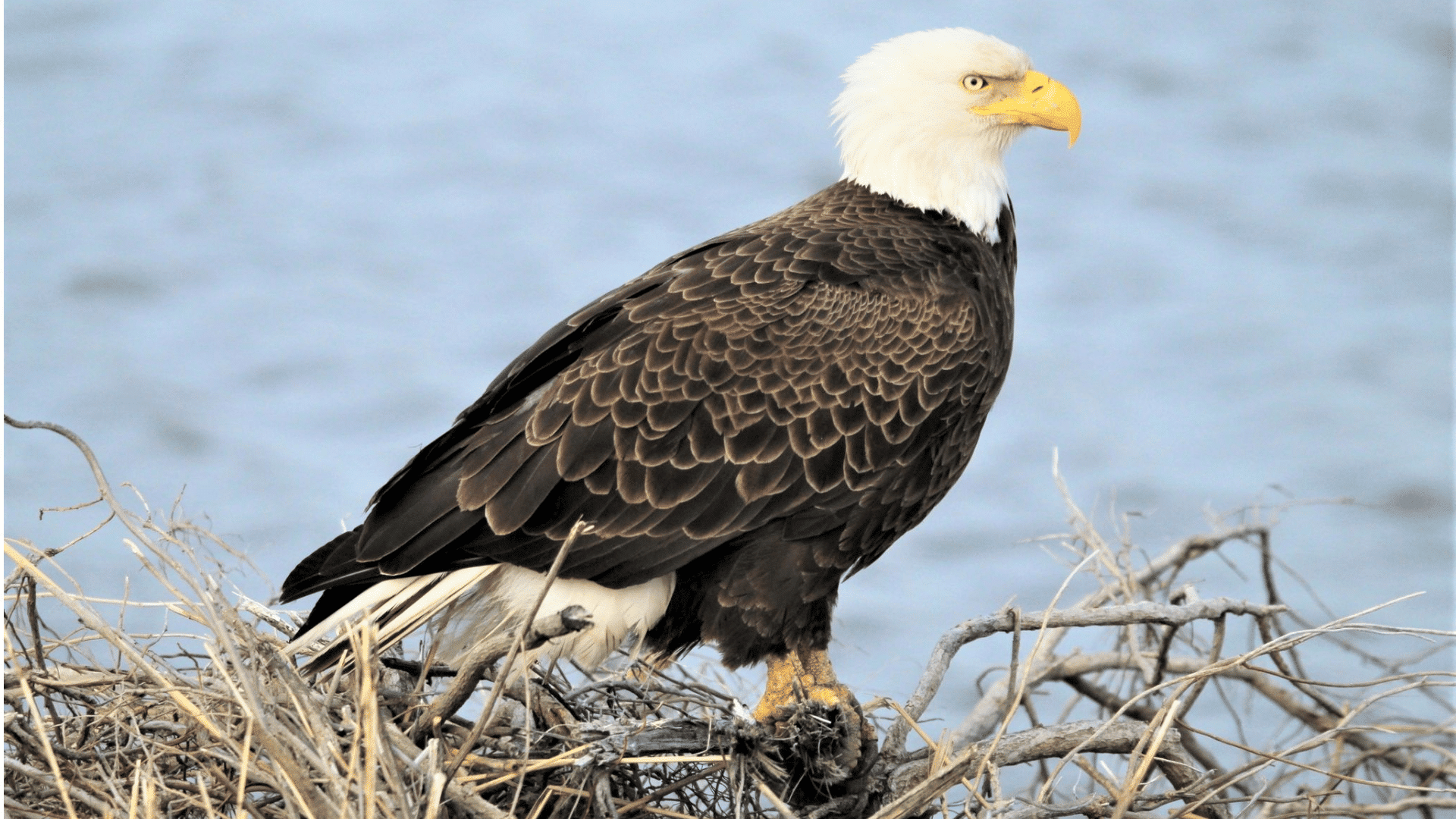 bald eagle perched on a large nest with white head dark feathers and sharp yellow beak beside calm water