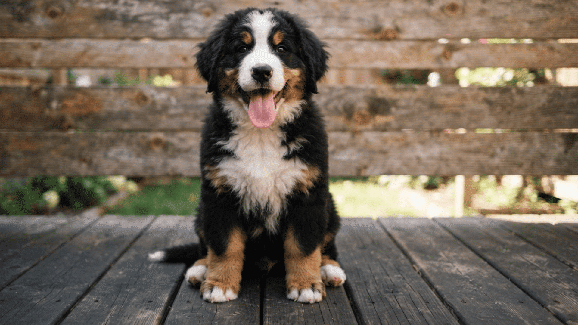 bernese mountain dog puppy sitting on a wooden deck with a fence background and a happy expression