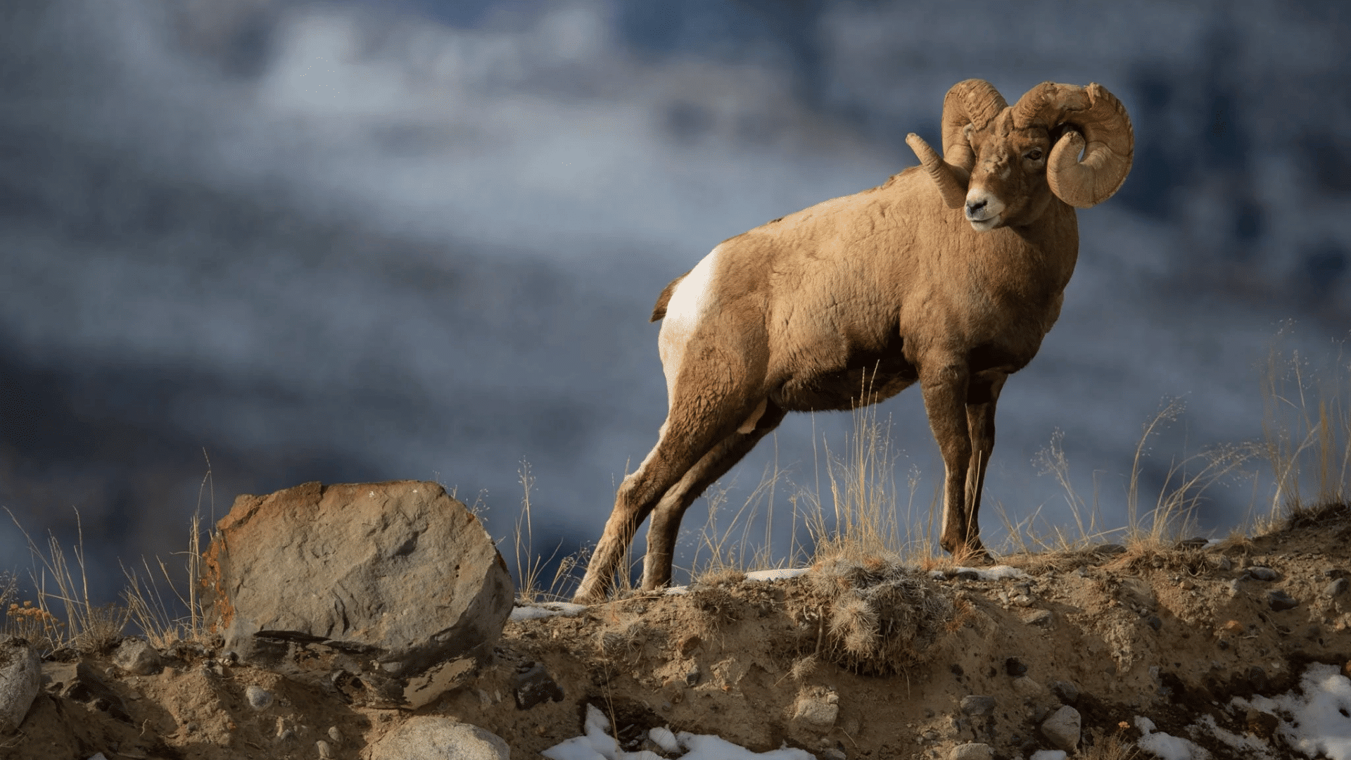 bighorn sheep standing on a rocky hillside with large curved horns and snowy mountains in the background