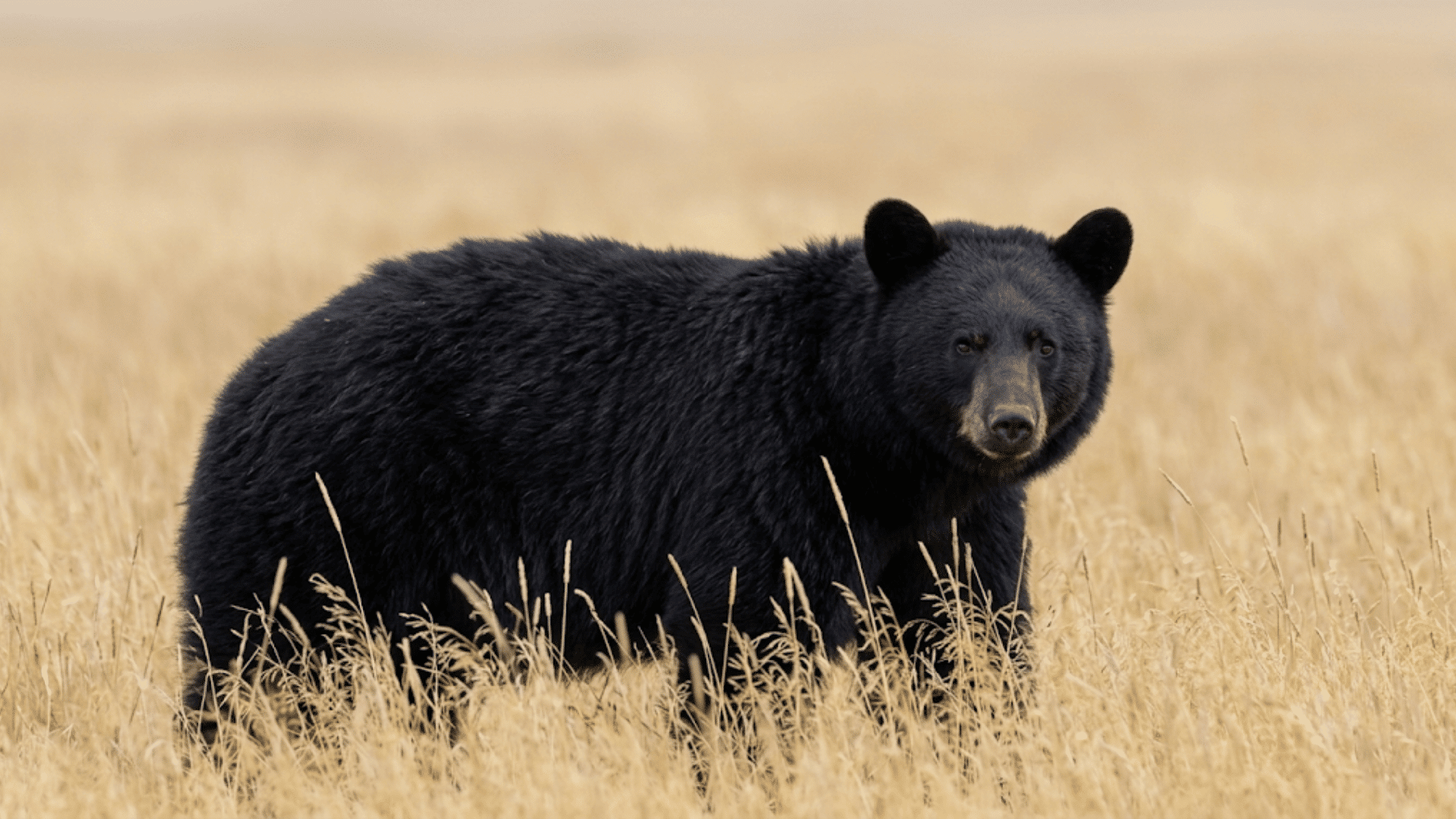 black bear standing in tall dry grass looking toward the camera with thick dark fur and rounded ears in an open field (1)