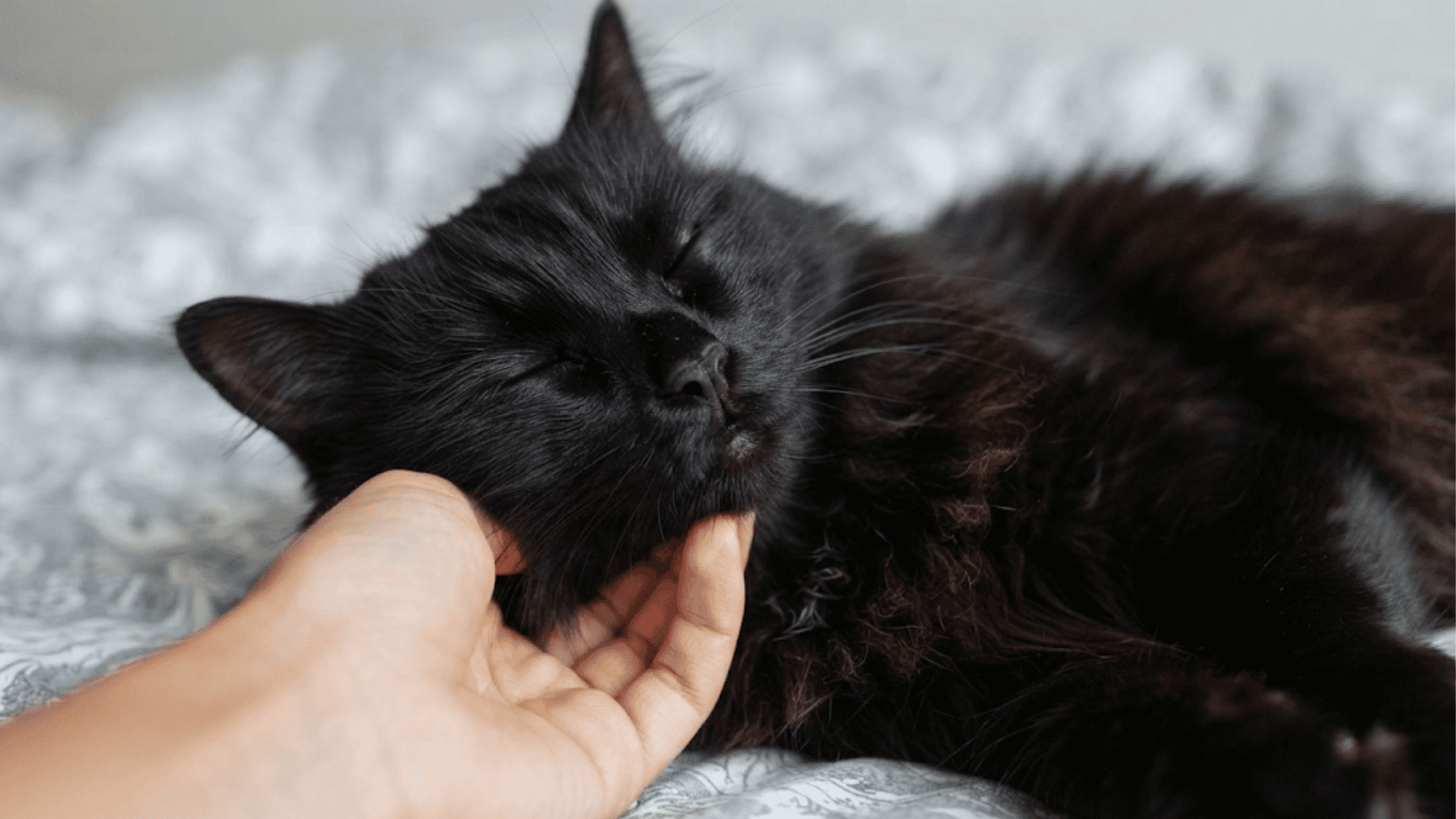 black cat resting peacefully while being gently petted on a soft blanket at home