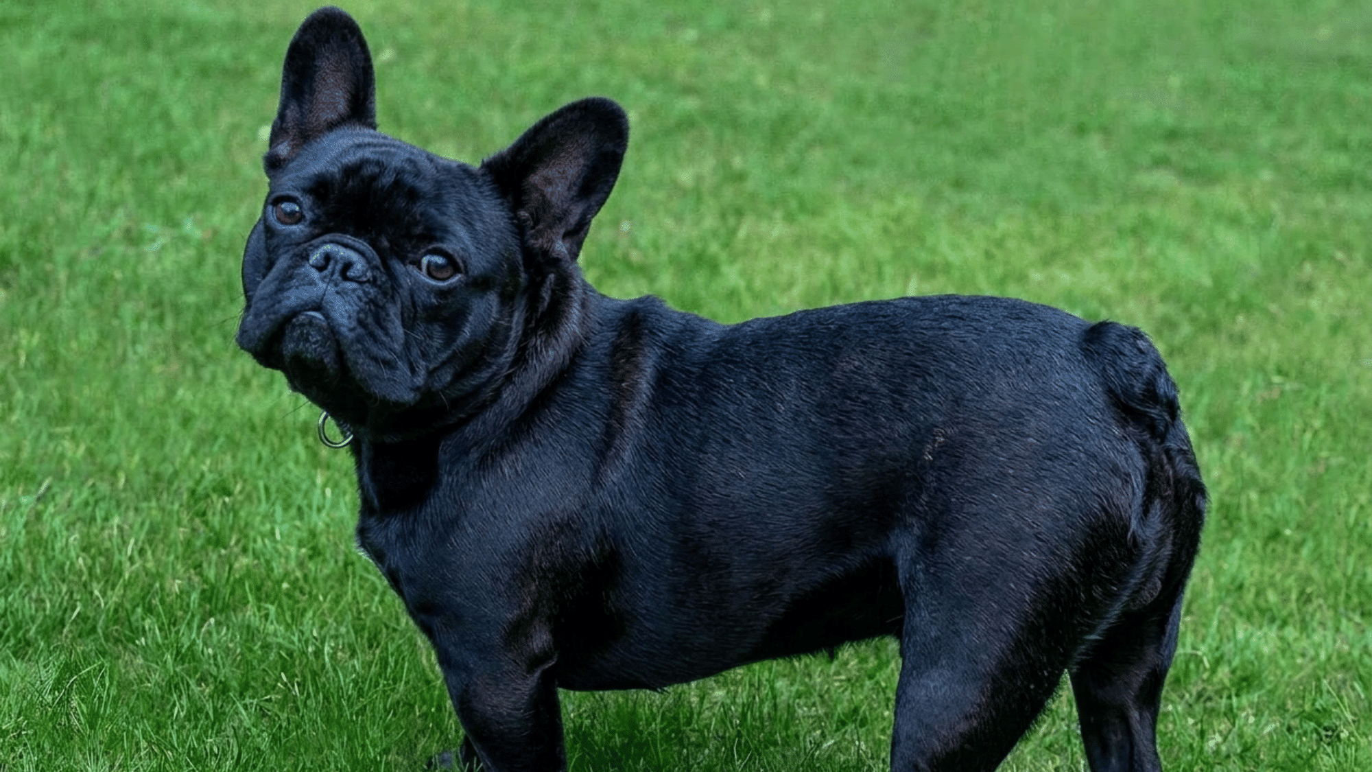 black french bulldog standing on green grass looking toward the camera with alert ears and compact body