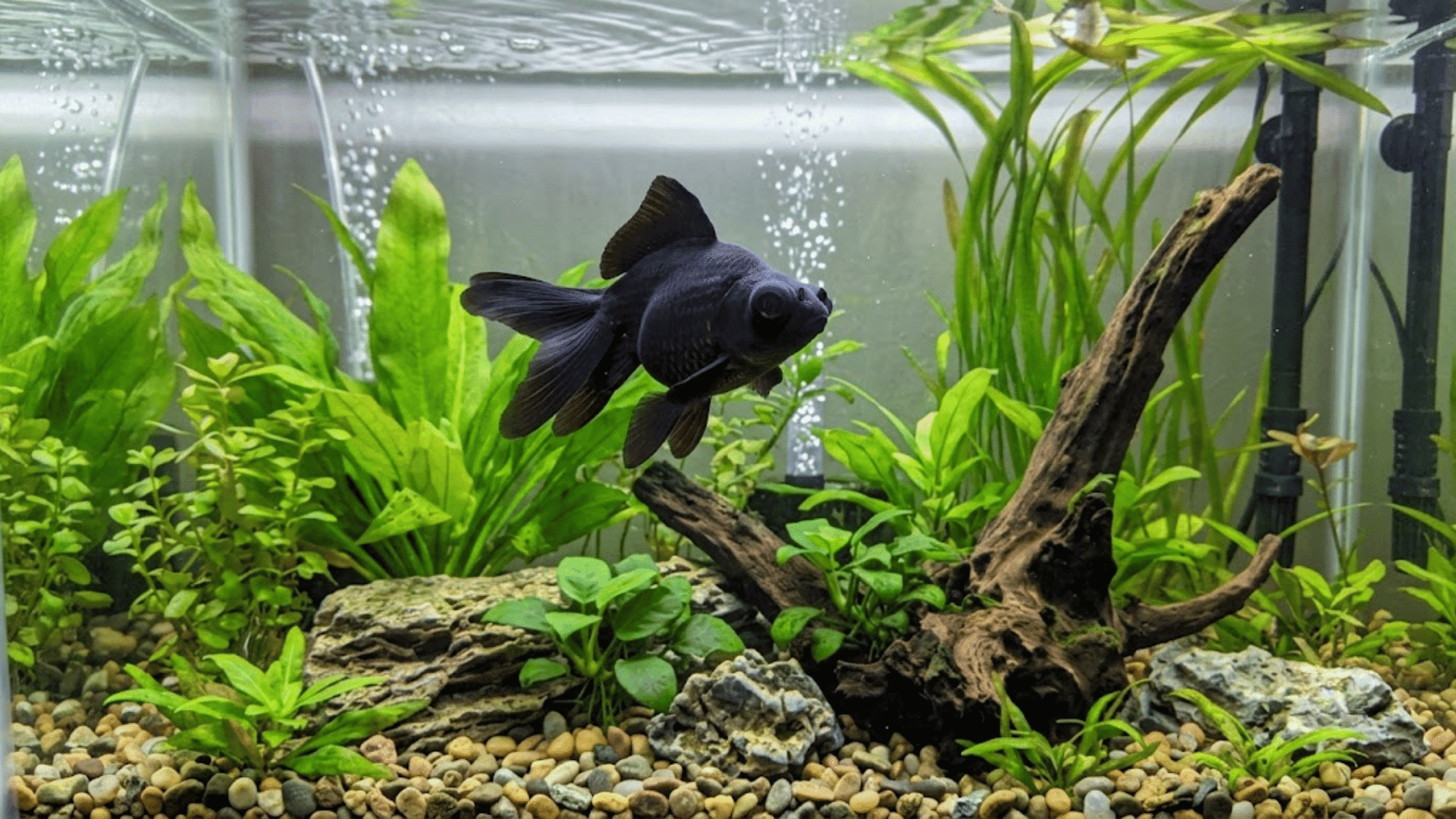 black goldfish swimming in a planted aquarium with green aquatic plants driftwood rocks and pebble substrate beneath clear water (1)