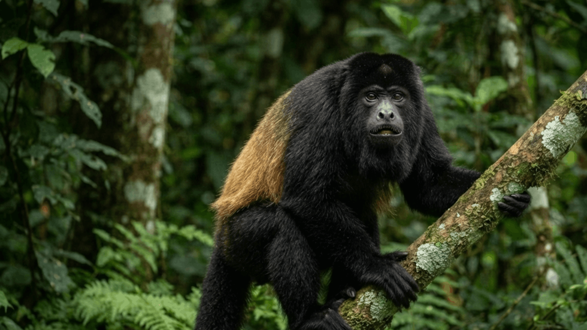 black howler monkey sitting on a tree branch in a dense tropical rainforest with green foliage surrounding it