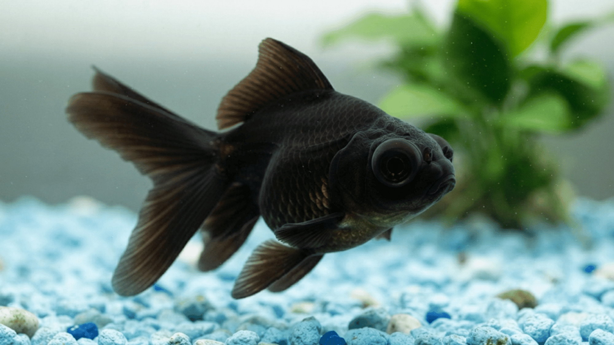 black moor goldfish swimming in an aquarium with blue gravel and green aquatic plants background
