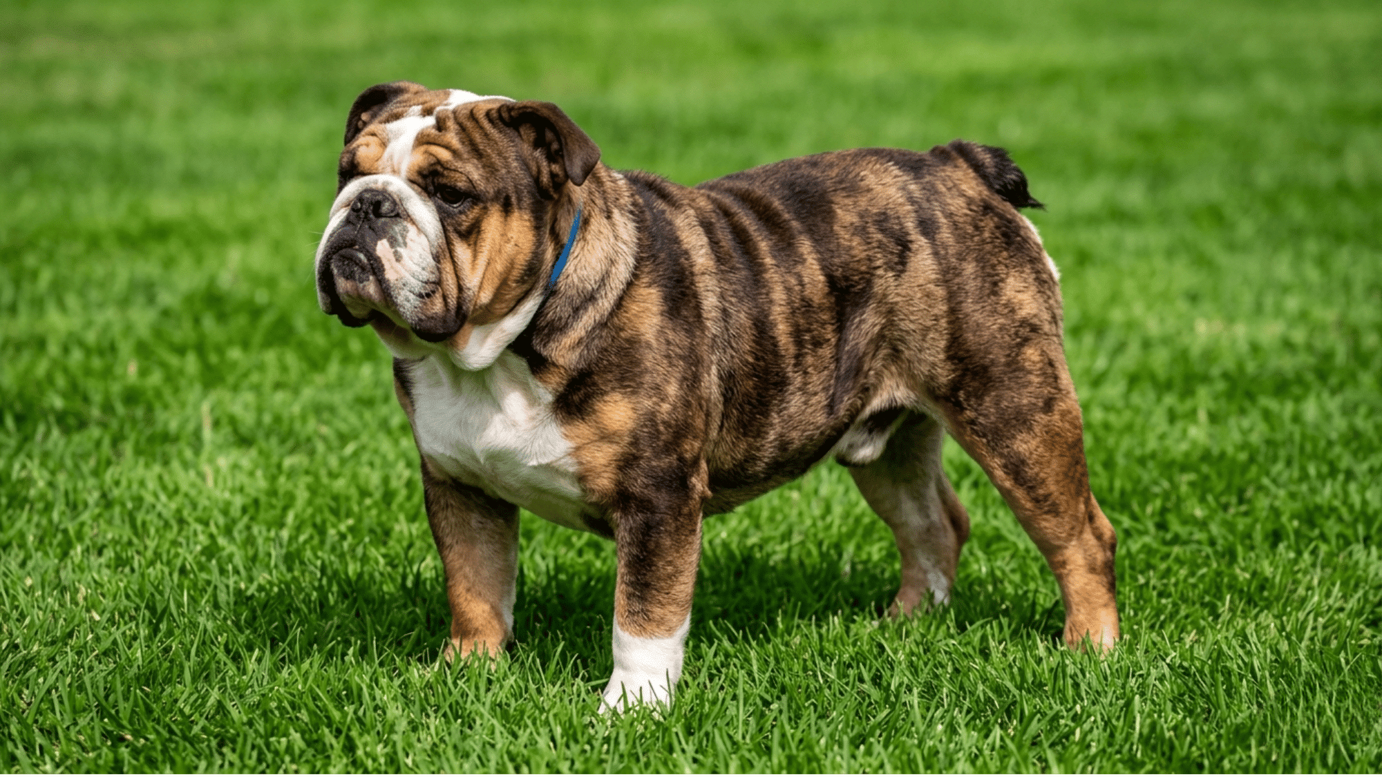 brindle english bulldog standing on green grass with muscular build and wrinkled face looking forward