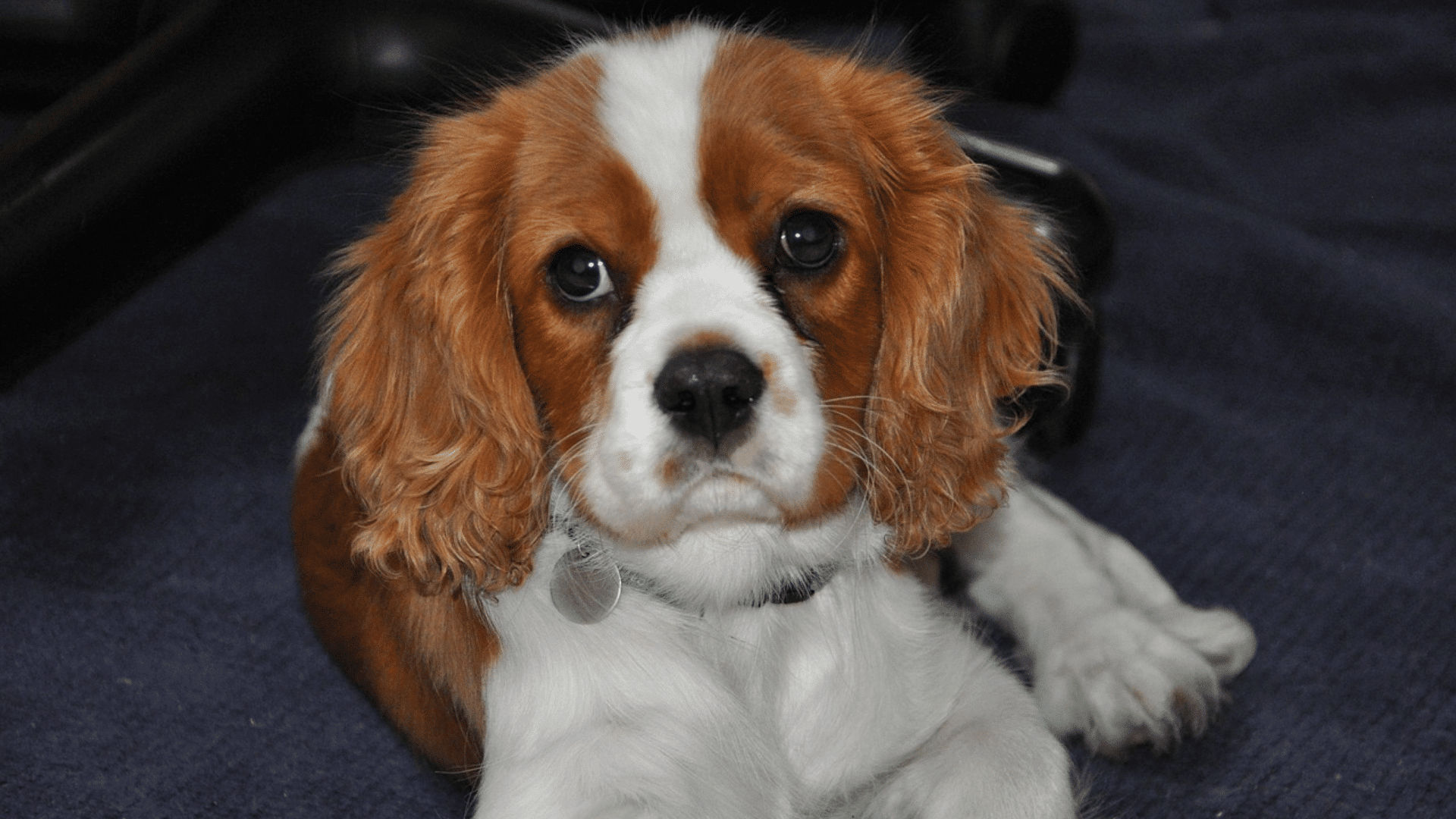 brown and white cavalier king charles spaniel puppy lying on a dark surface looking at the camera