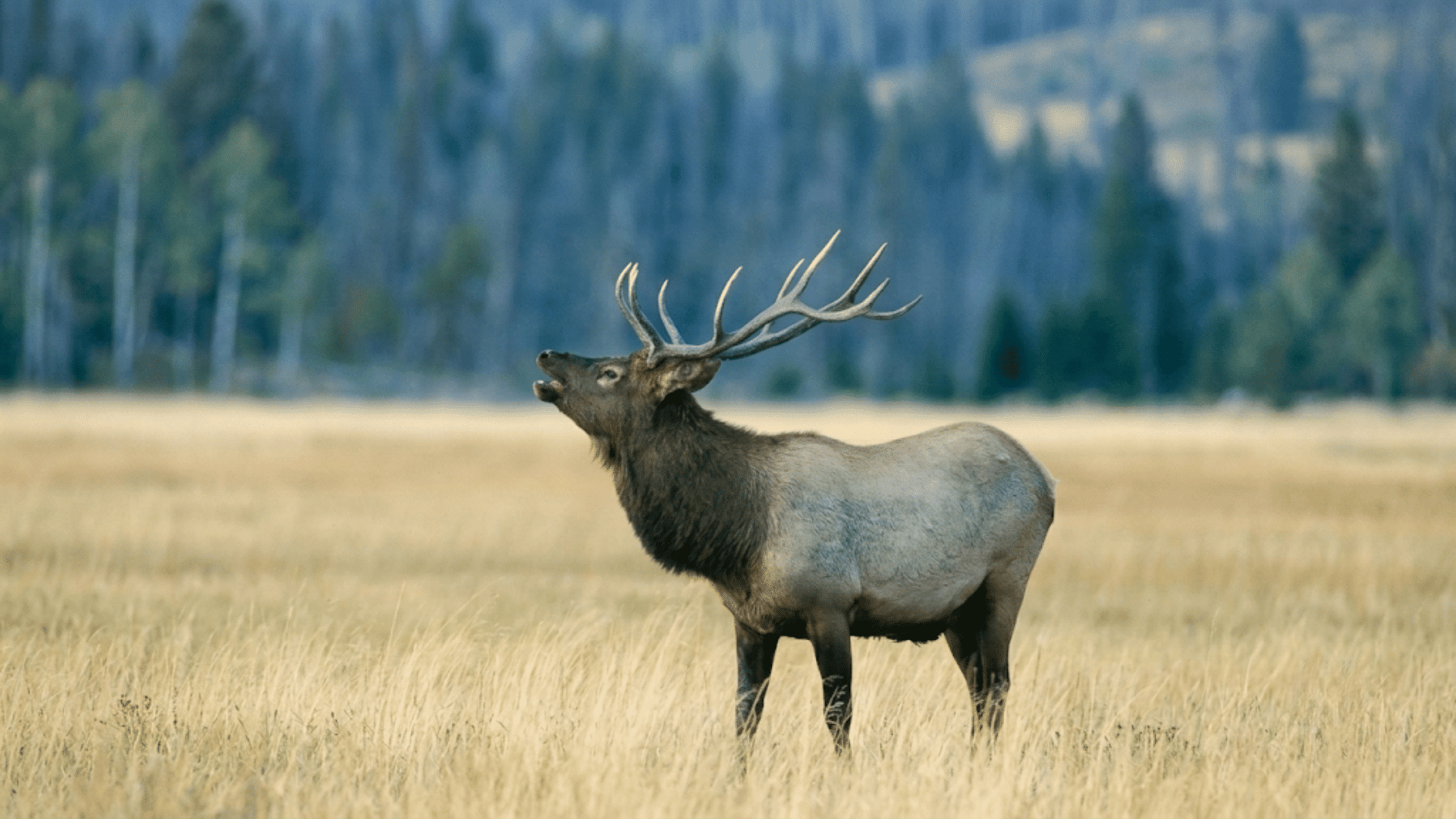 bull elk standing in a grassy meadow bugling with large branching antlers against a forested mountain backdrop