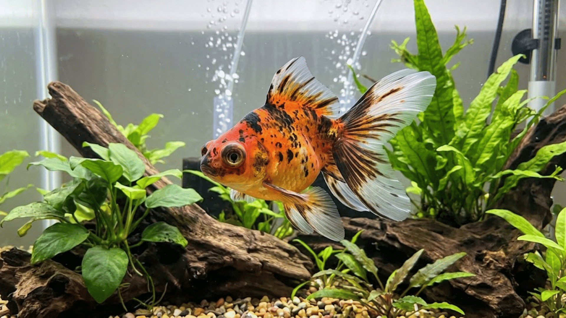 calico goldfish swimming in a planted aquarium with green aquatic plants driftwood pebbles and gentle water bubbles in the background (1)