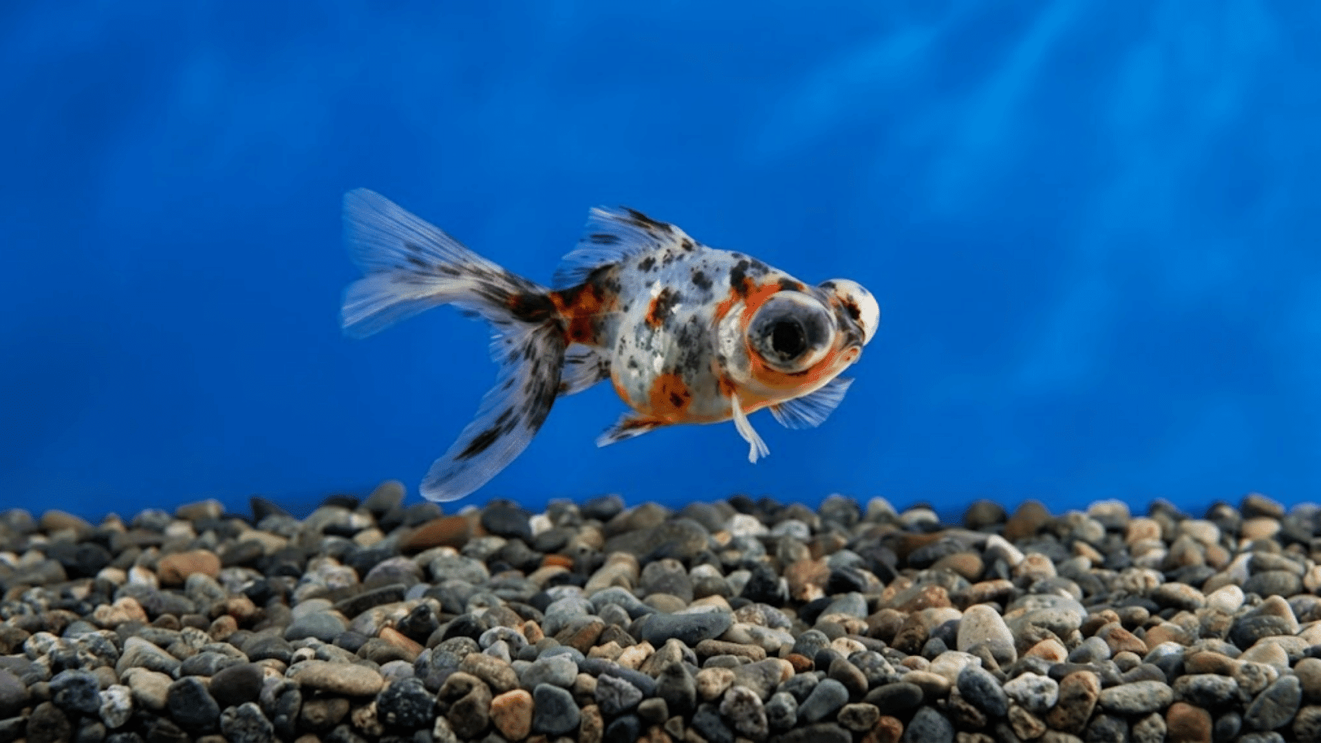calico telescope goldfish swimming over smooth gravel with a blue aquarium background