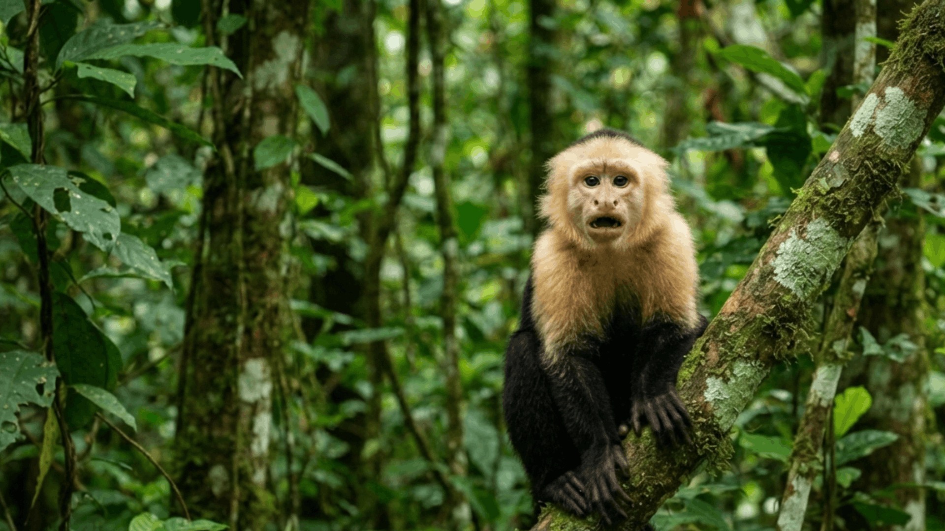 capuchin monkey sitting on a tree branch surrounded by dense green rainforest foliage and tropical forest habitat