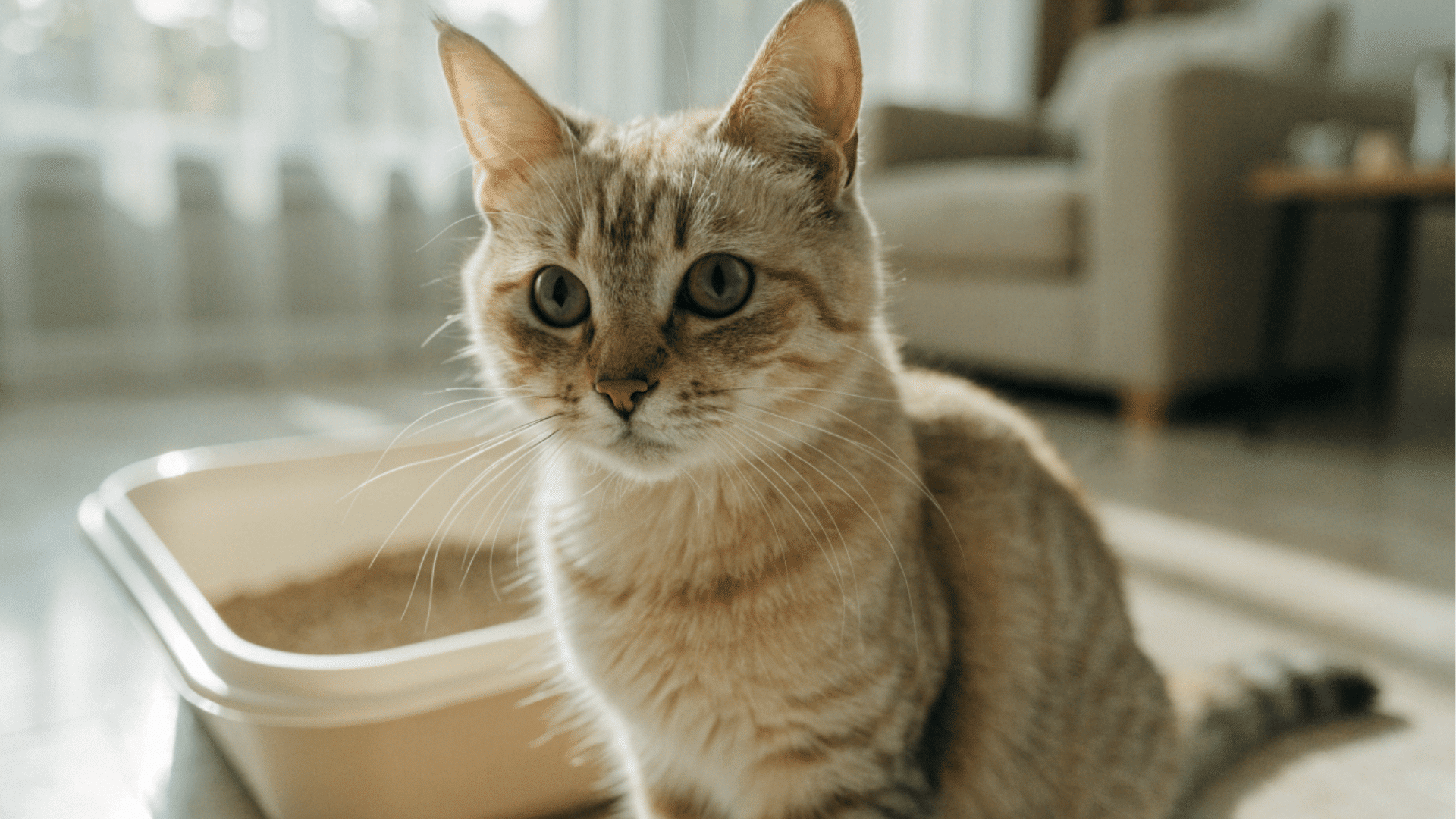 cat sitting beside a litter box in a bright home while looking alertly toward the camera