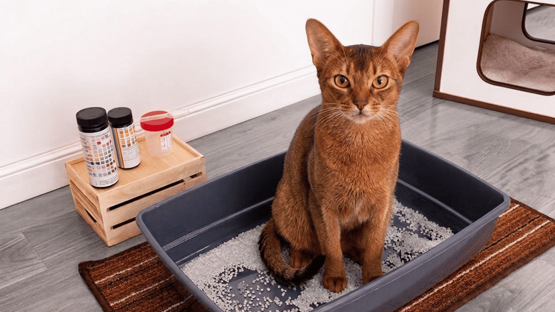 Brown cat sitting in a litter box next to urine test containers.
