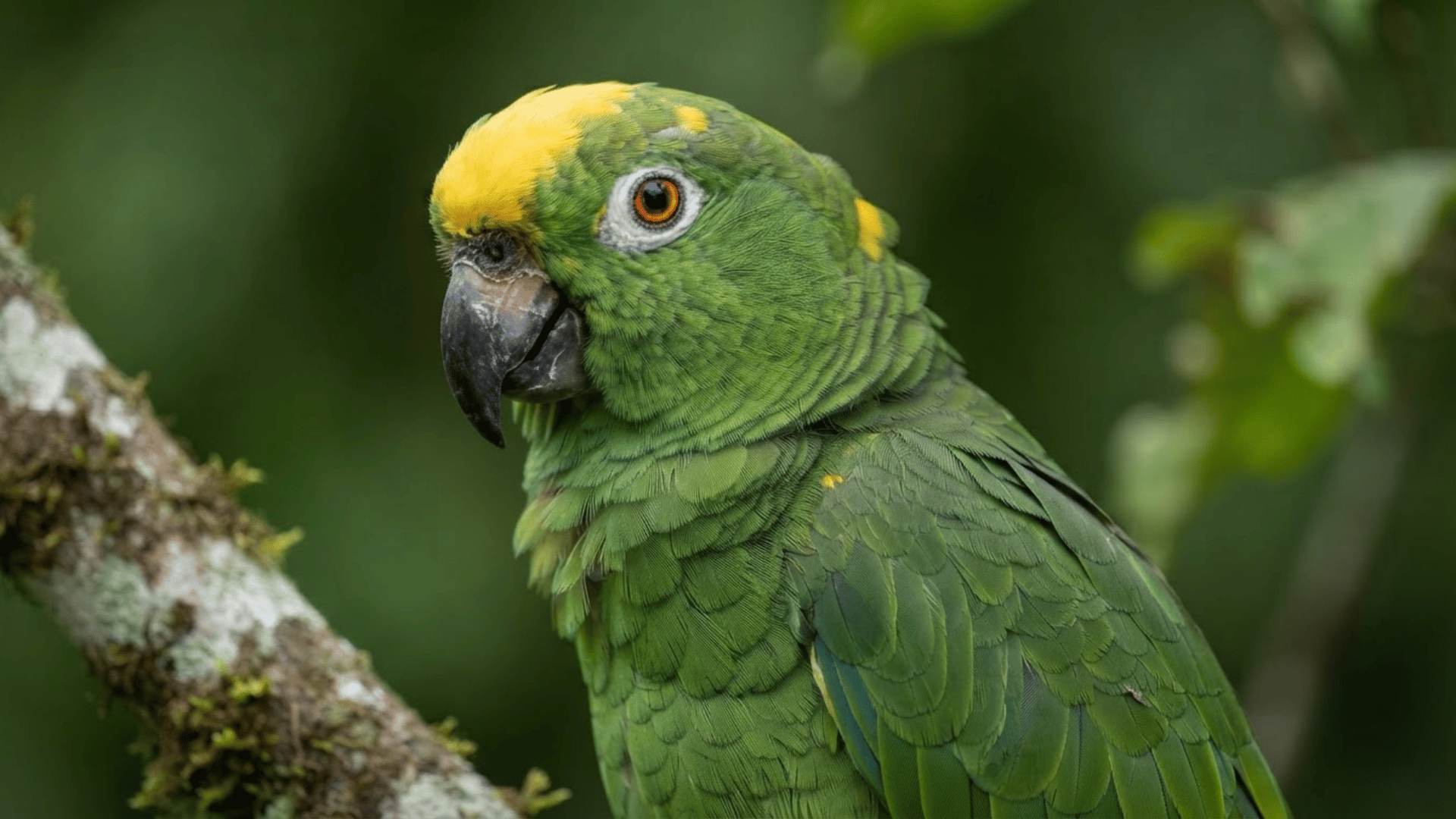 green parrot with a yellow forehead perched on a tree branch in a leafy setting