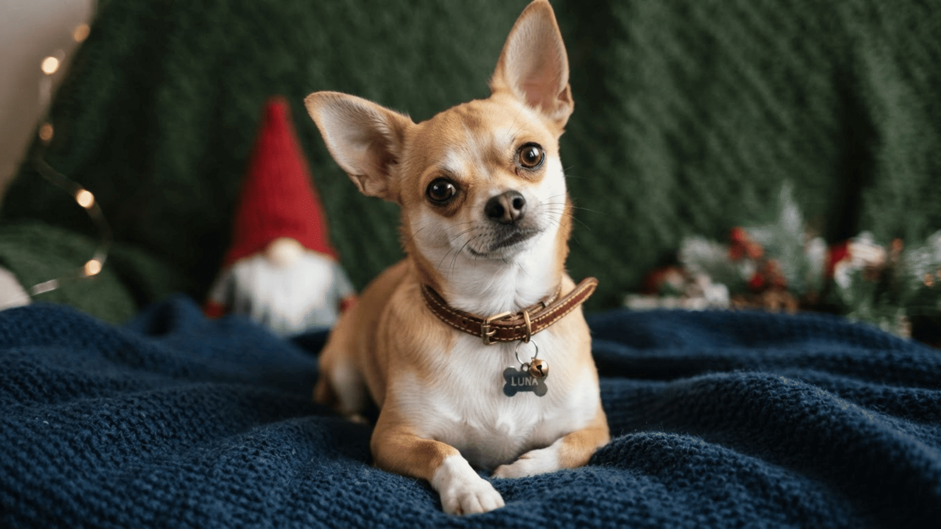 chihuahua dog sitting on a dark blanket indoors with festive decorations and a cozy background settin