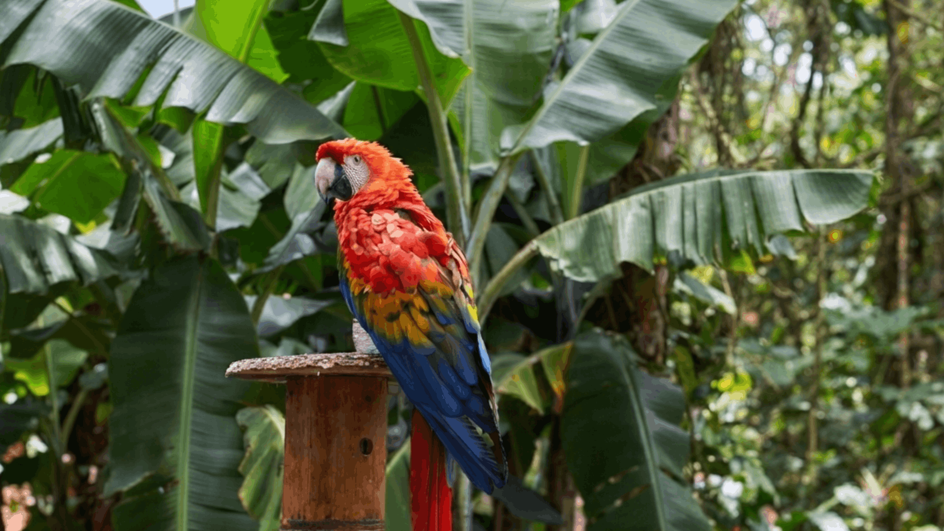 colorful scarlet macaw perched on a wooden stand surrounded by lush green tropical leaves in jungle habitat
