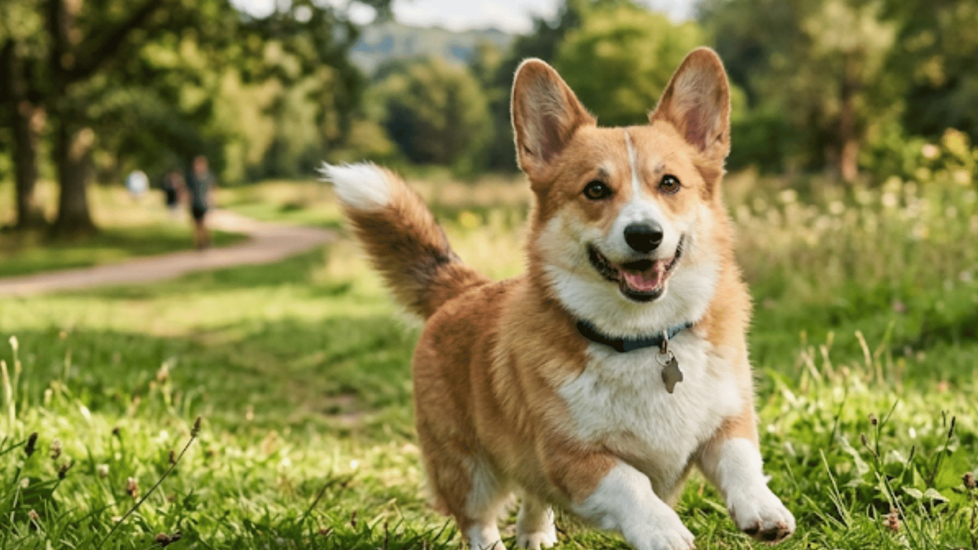 corgi dog running through a grassy park area on a sunny day with trees and nature in the background
