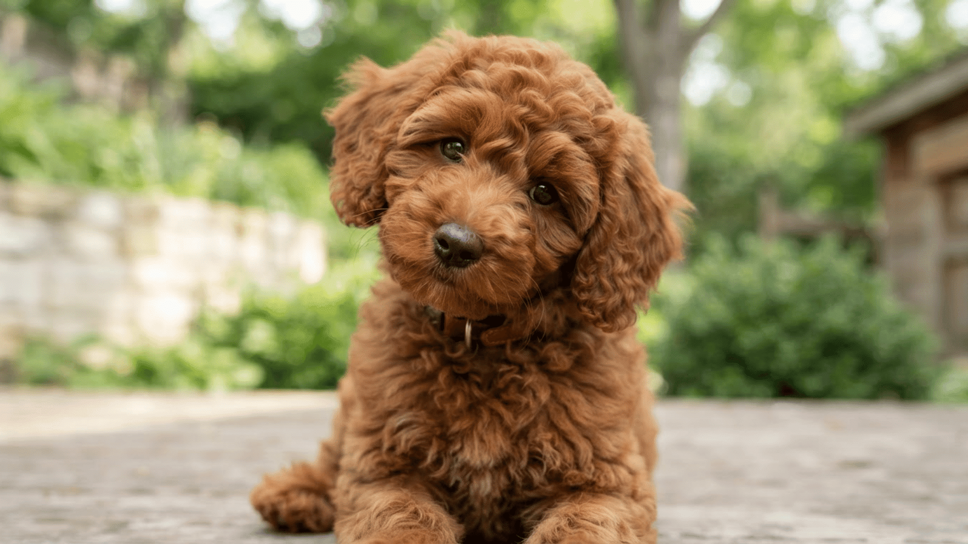 curly brown puppy sitting outdoors on a patio with green plants in the background and a playful expression