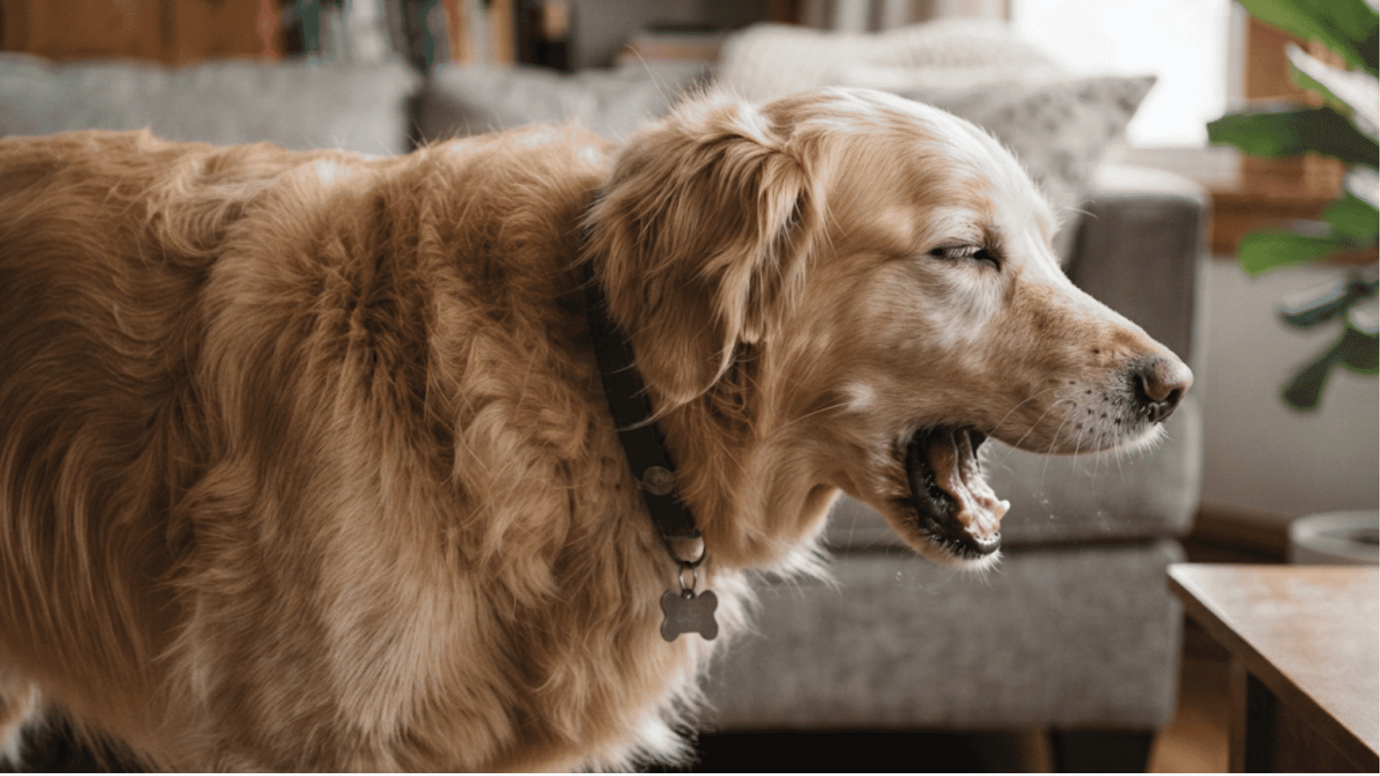 dog coughing with open mouth showing signs of respiratory discomfort and airway irritation in a home setting