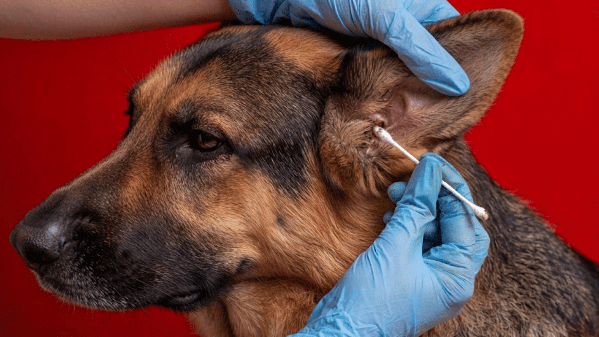 dog receiving an ear examination with gloved hands using a cotton swab during a veterinary check