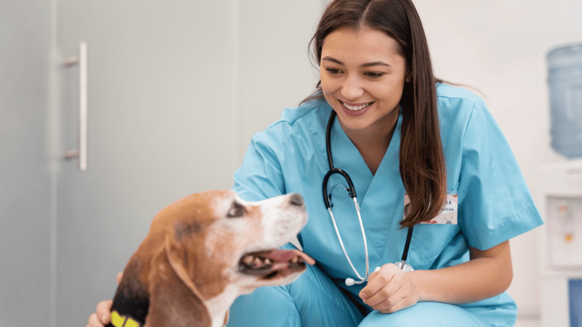 veterinarian in blue scrubs smiling while gently examining a friendly beagle dog during a checkup at a veterinary clinic