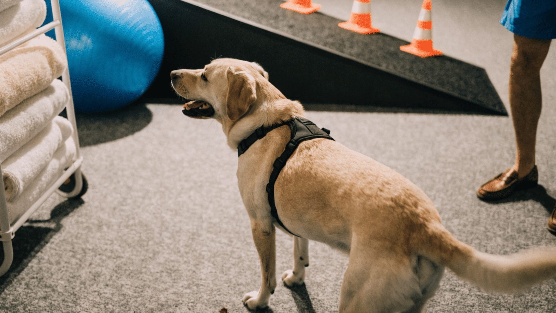 dog wearing a rehabilitation harness during physical therapy session at a veterinary clinic