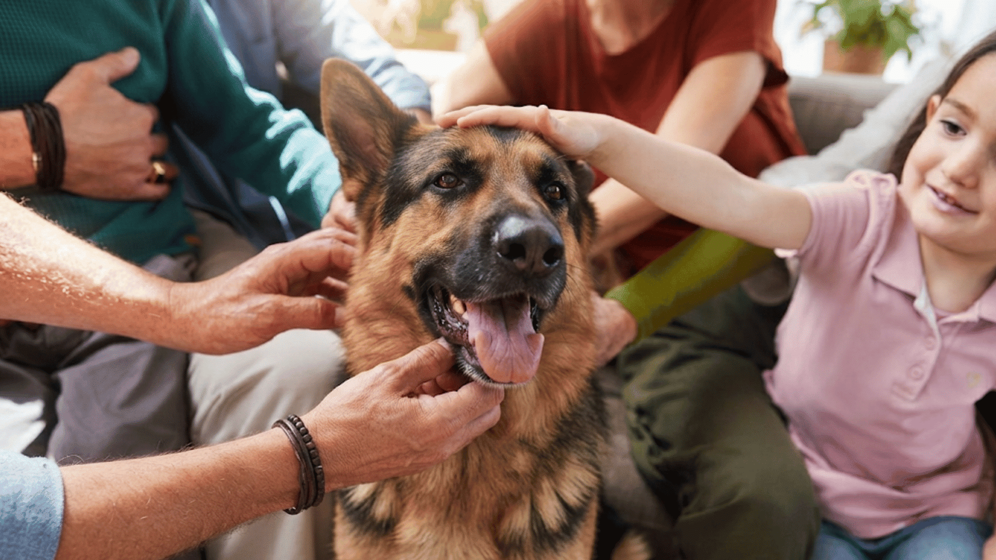 family members gently petting a happy german shepherd dog showing care affection and companionship indoors