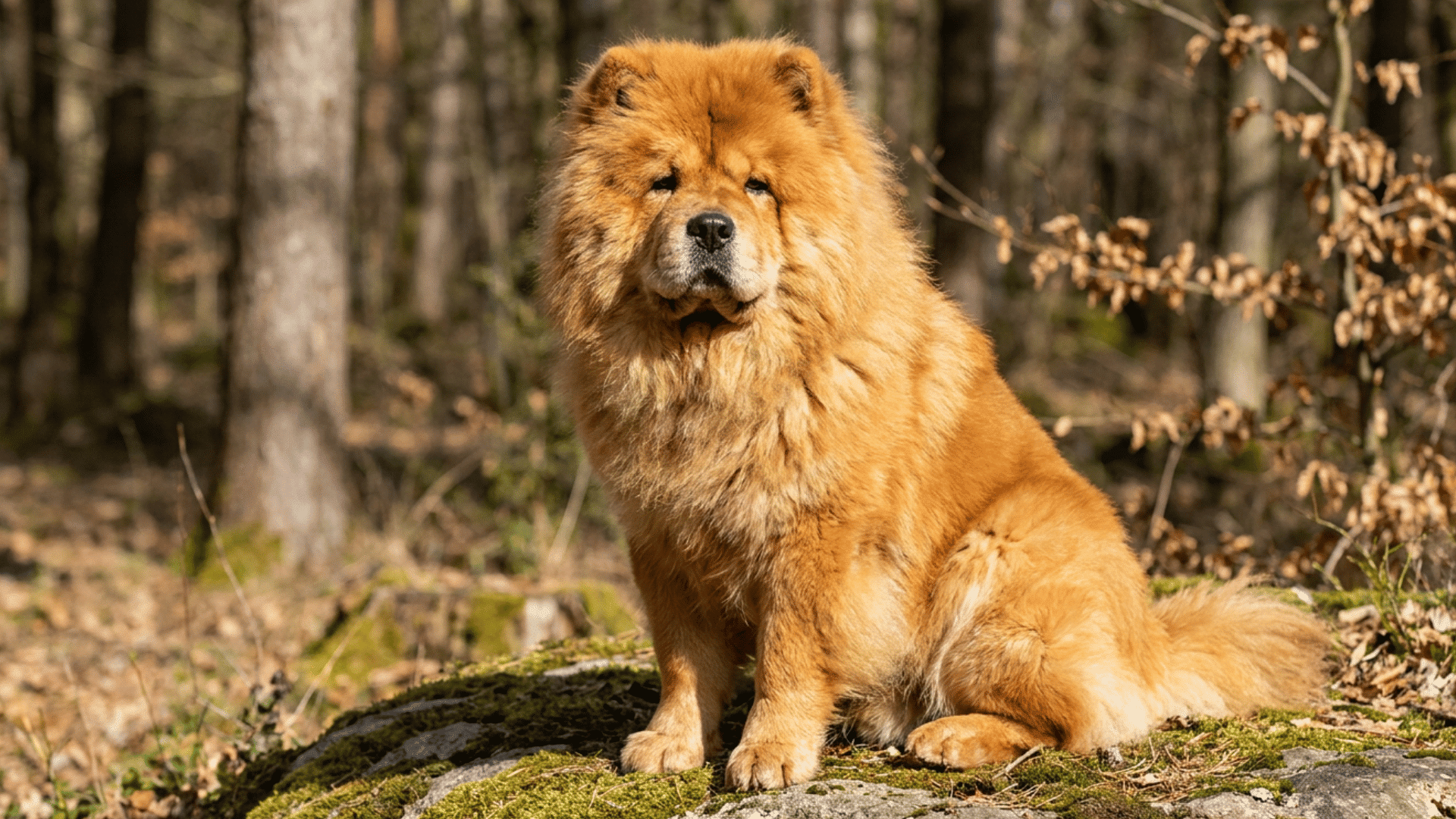 fluffy golden Chow Chow dog sitting on a mossy rock in a sunny forest