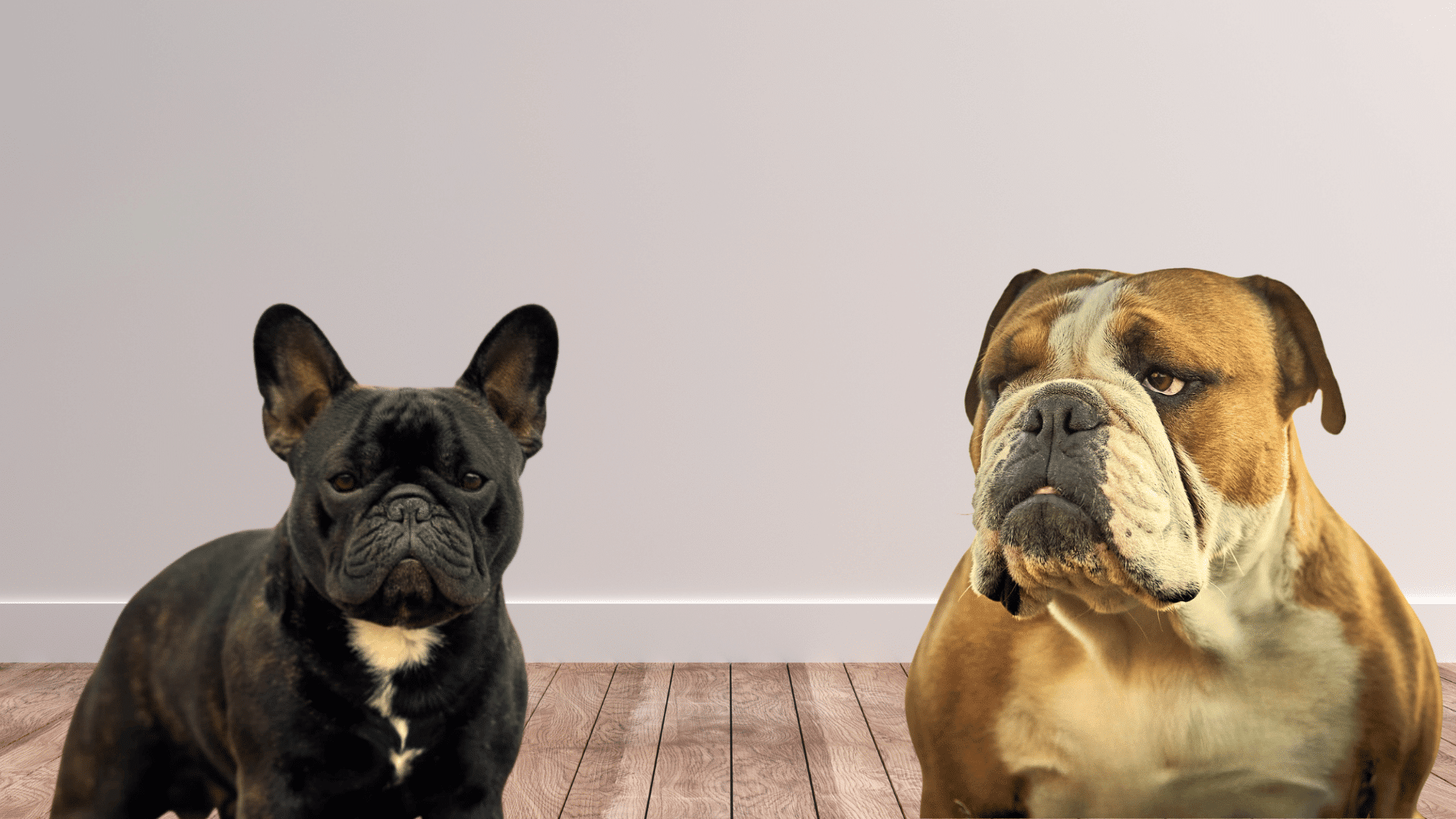 french bulldog and english bulldog side by side showing differences in face ears wrinkles and head shape