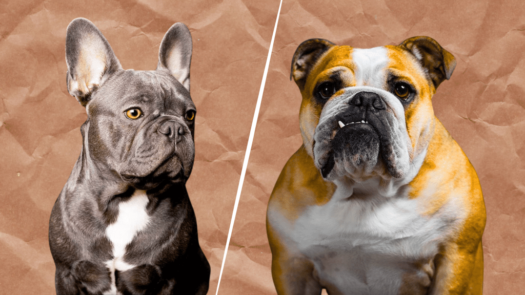 french vs english bulldog showing side by side comparison of their size facial features and ear shape