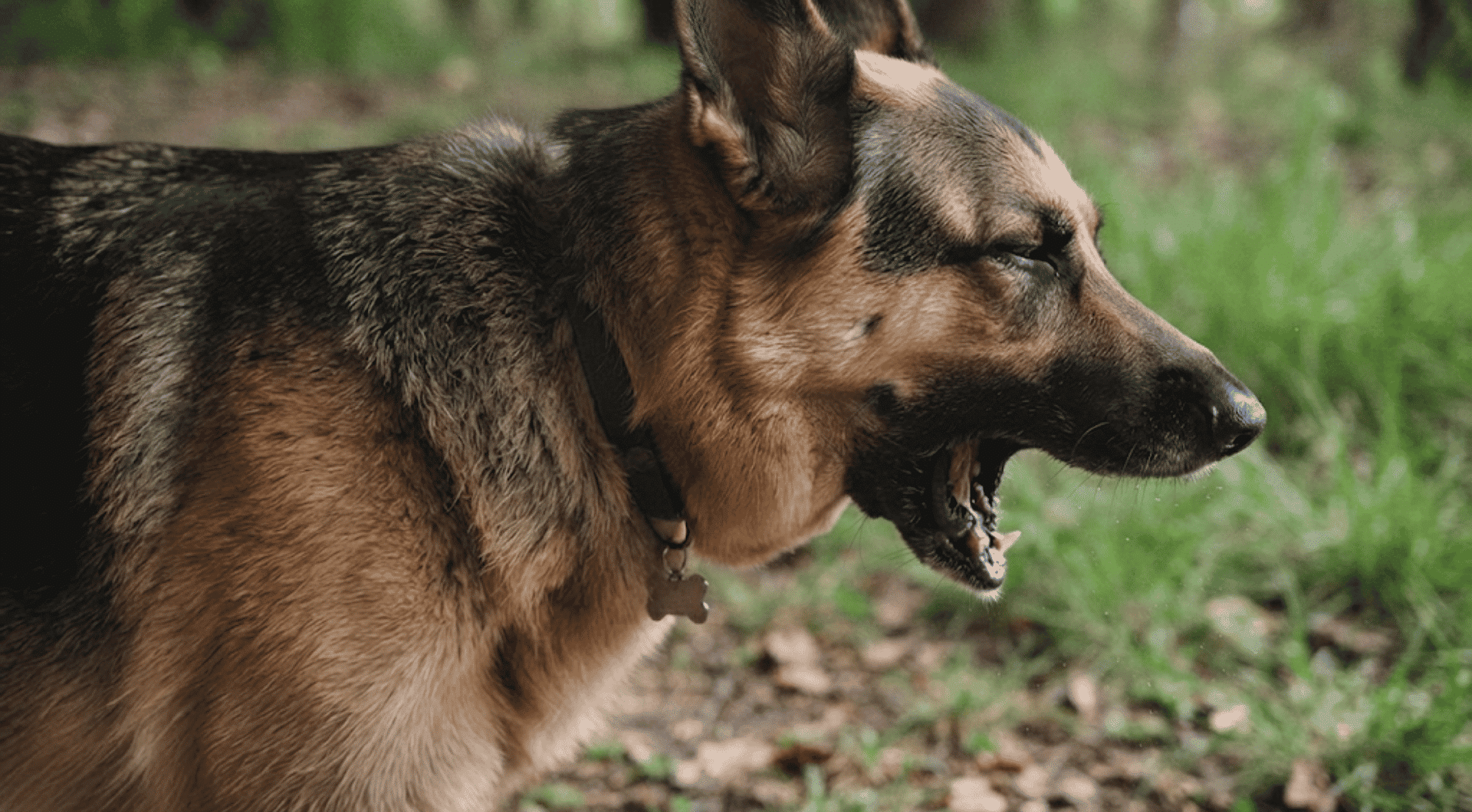 german shepherd dog coughing with open mouth showing signs of breathing difficulty and respiratory discomfort outdoors (2)