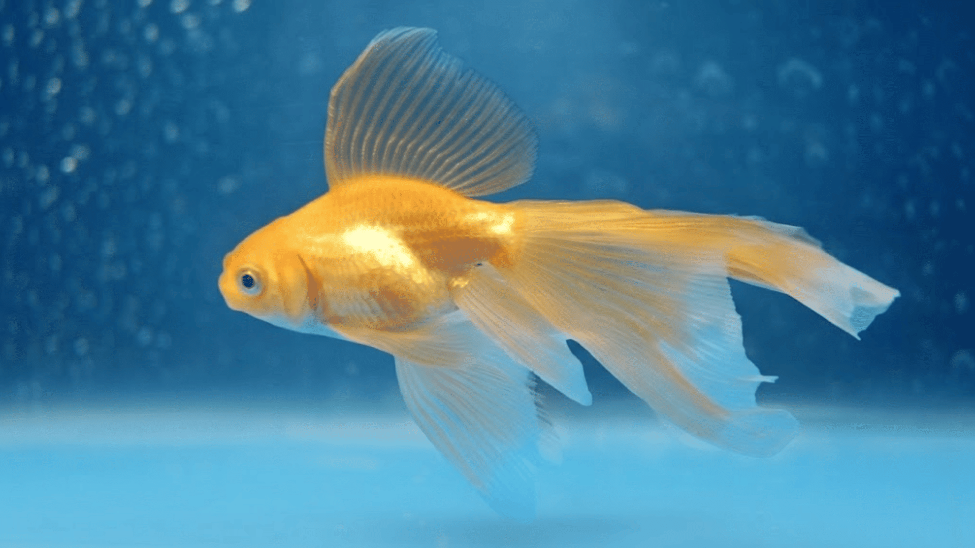 gold longfin goldfish swimming in a blue aquarium with flowing fins and a graceful tail spread behind it